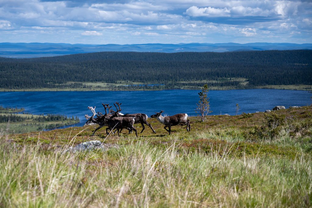 Rentiere in Lappland