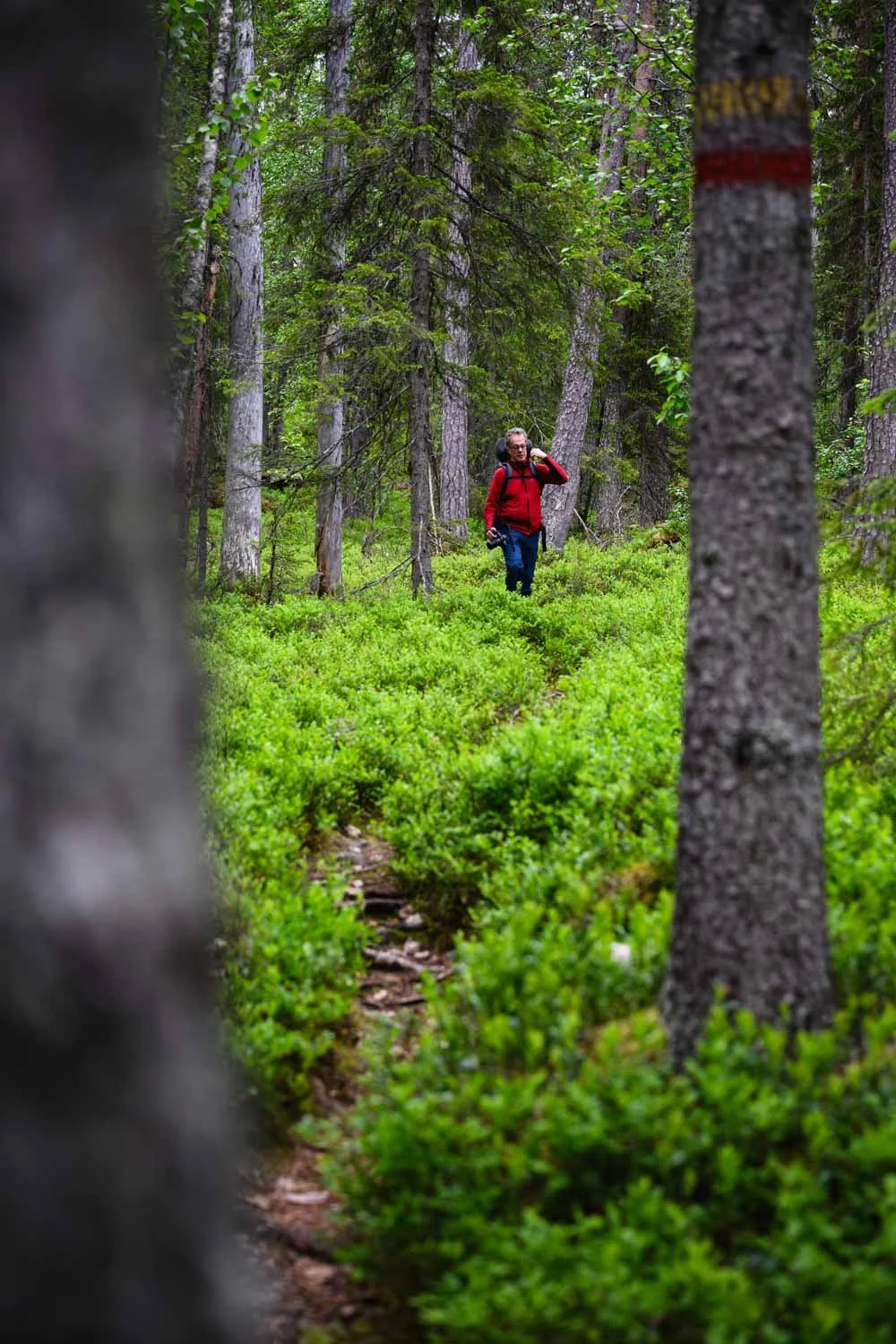 Waldspaziergang Lappland