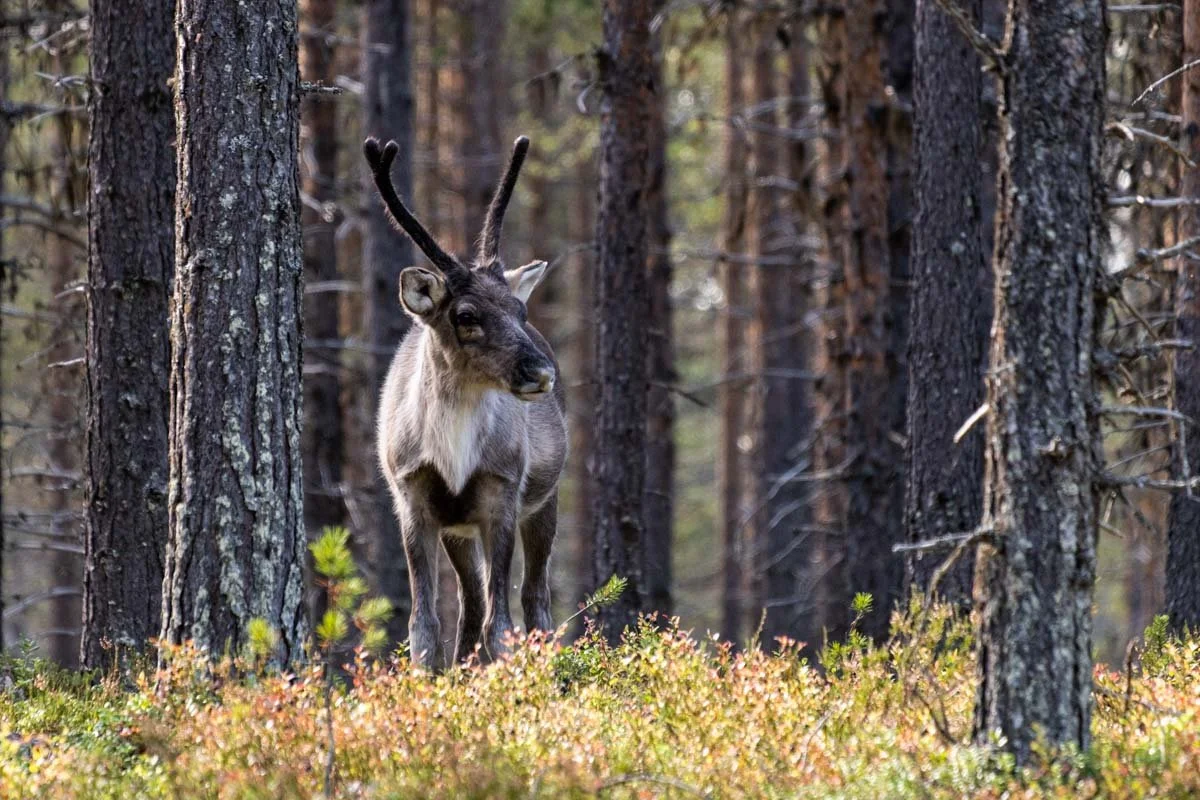 Ein Rentier steht im Wald in Schwedisch-Lappland