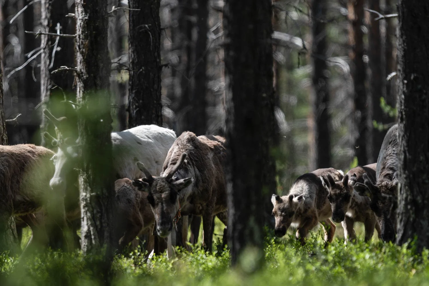 Rentierherde in den Wäldern von Lappland