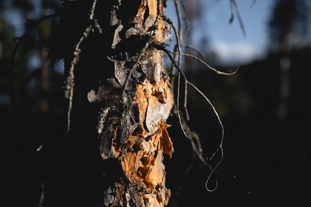 Baumrinde - Details zum fotografieren