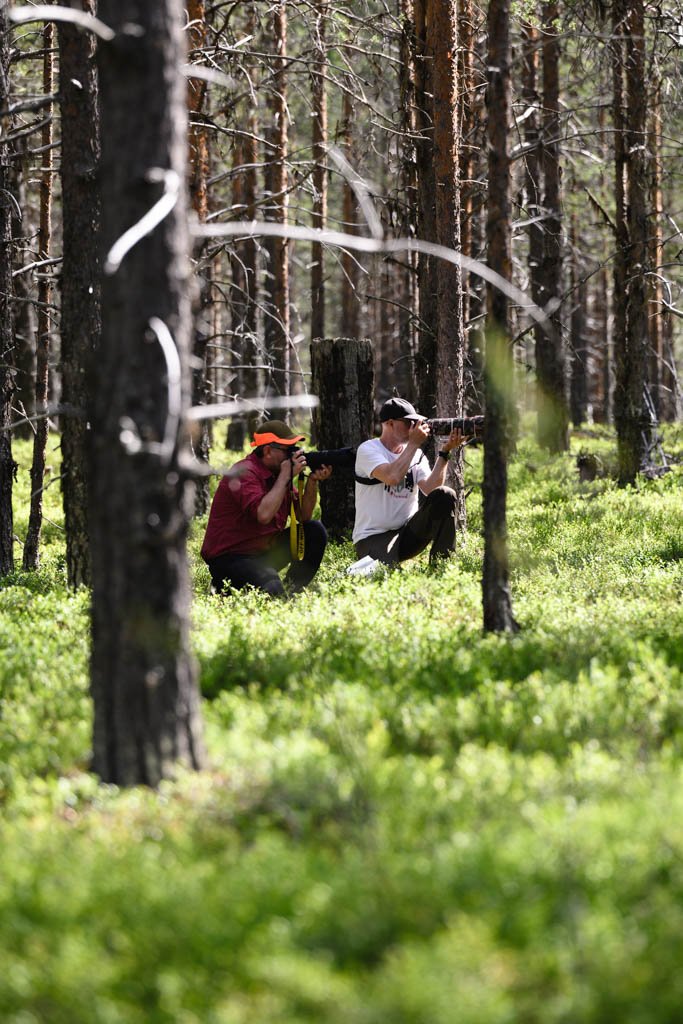 Zwei Teilnehmer des Fotokurs in Schwedisch-Lappland fotografieren Rentiere im Wald