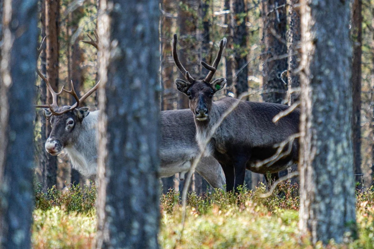 Rentiere im Wald in Schwedisch-Lappland