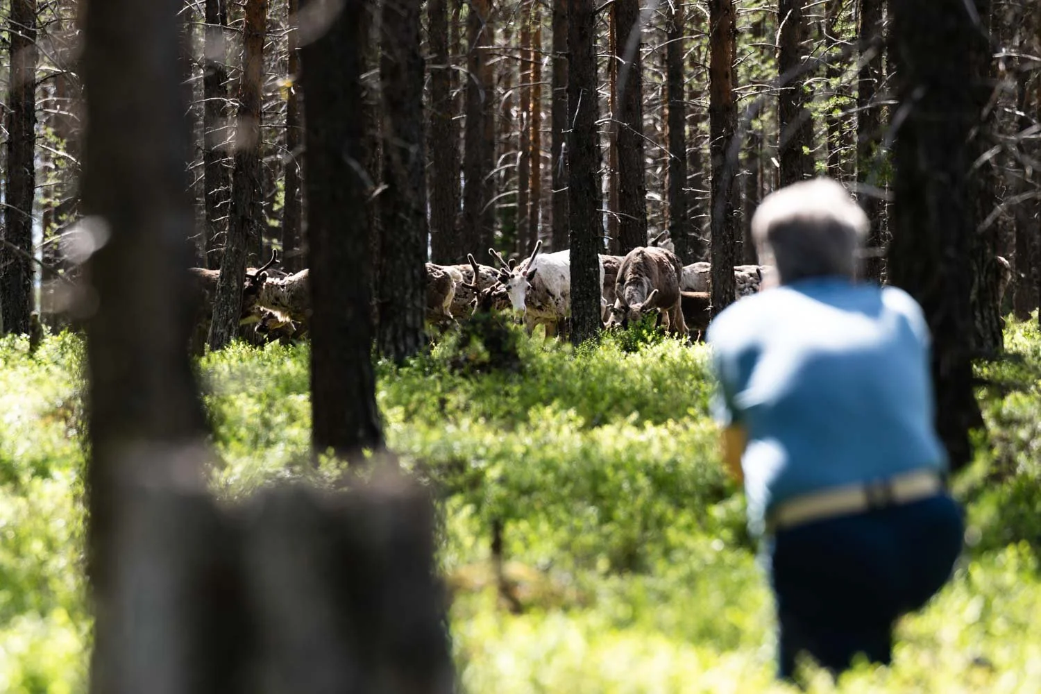 Fotoreise Lappland - Rentiere fotografieren