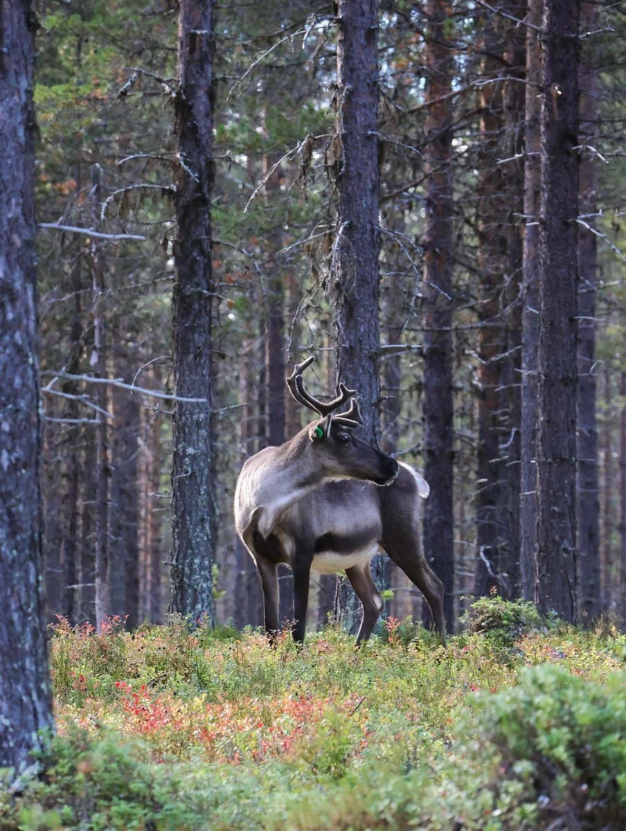 Das Rentier schaut sich im Wald um