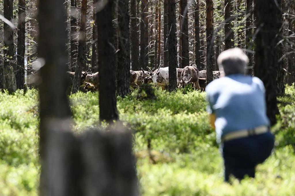 Rentiere im Wald von Schwedisch-Lappland