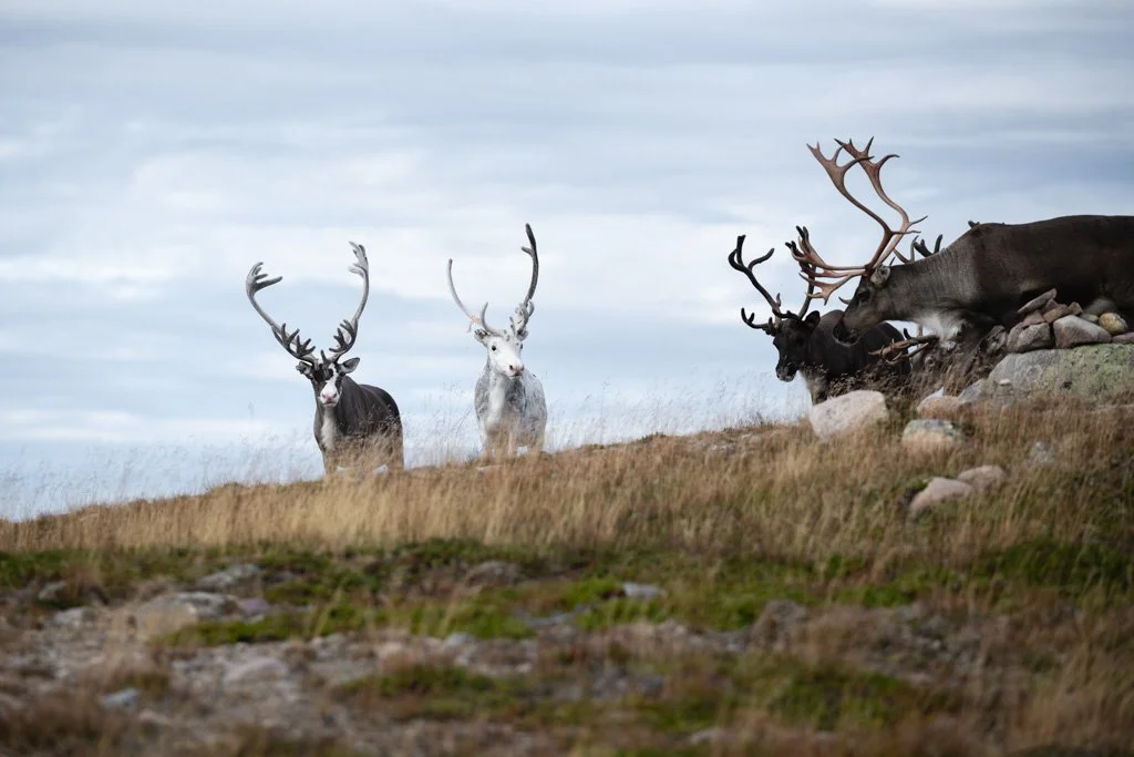 Rentiere auf dem Akkanålke