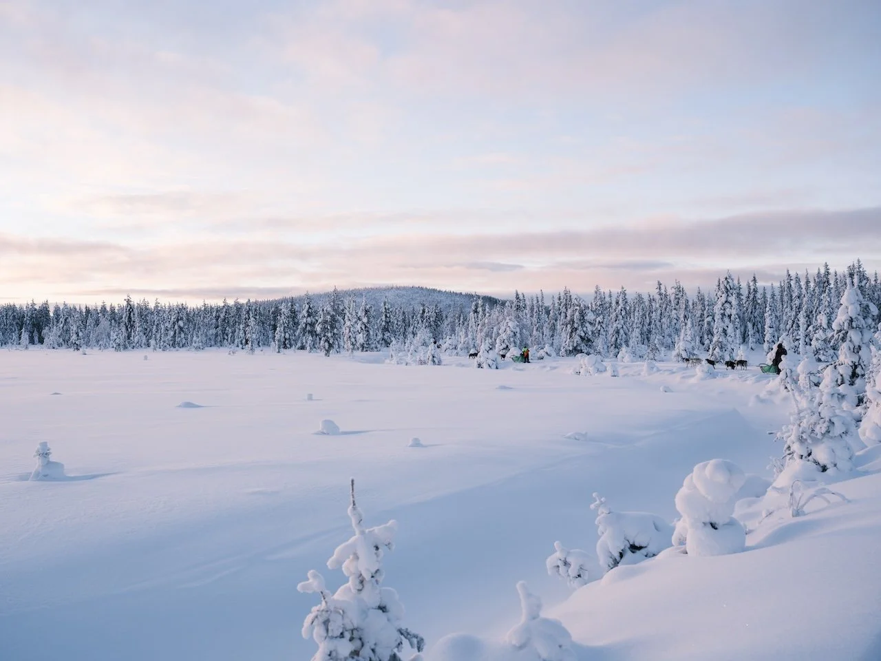 Hundeschlittentour durch die verschneite Landschaft in Schwedisch Lappland