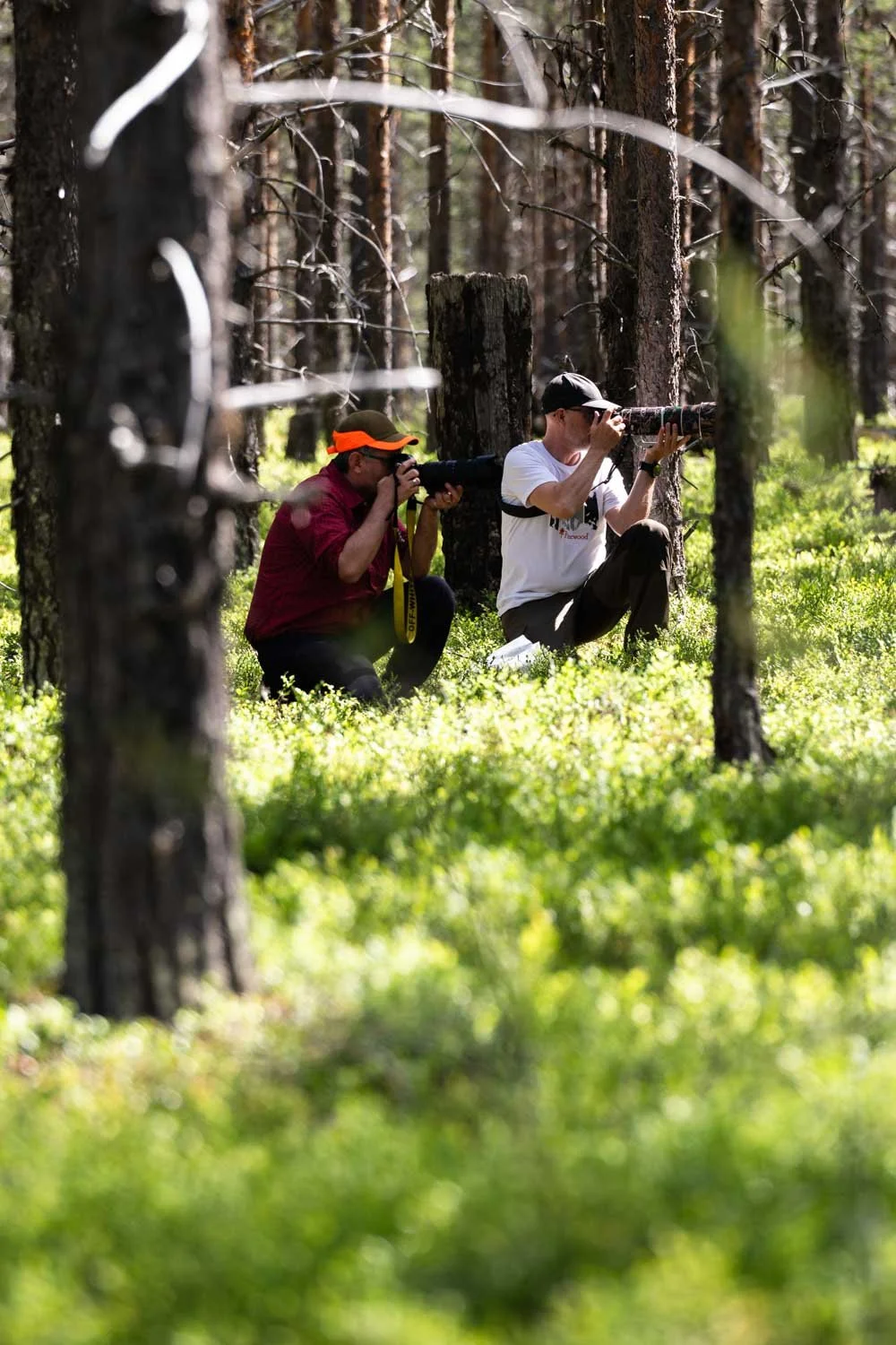 Zwei Männer fotografieren Rentiere im Wald