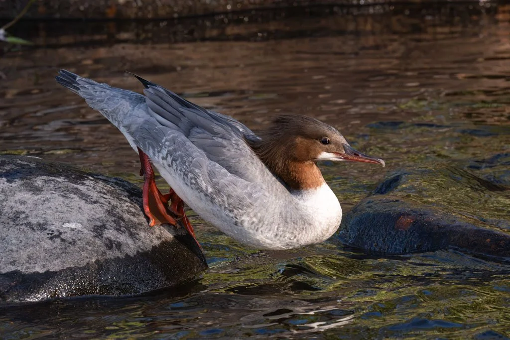 Eine Ente ist auf dem Sprung ins Wasser