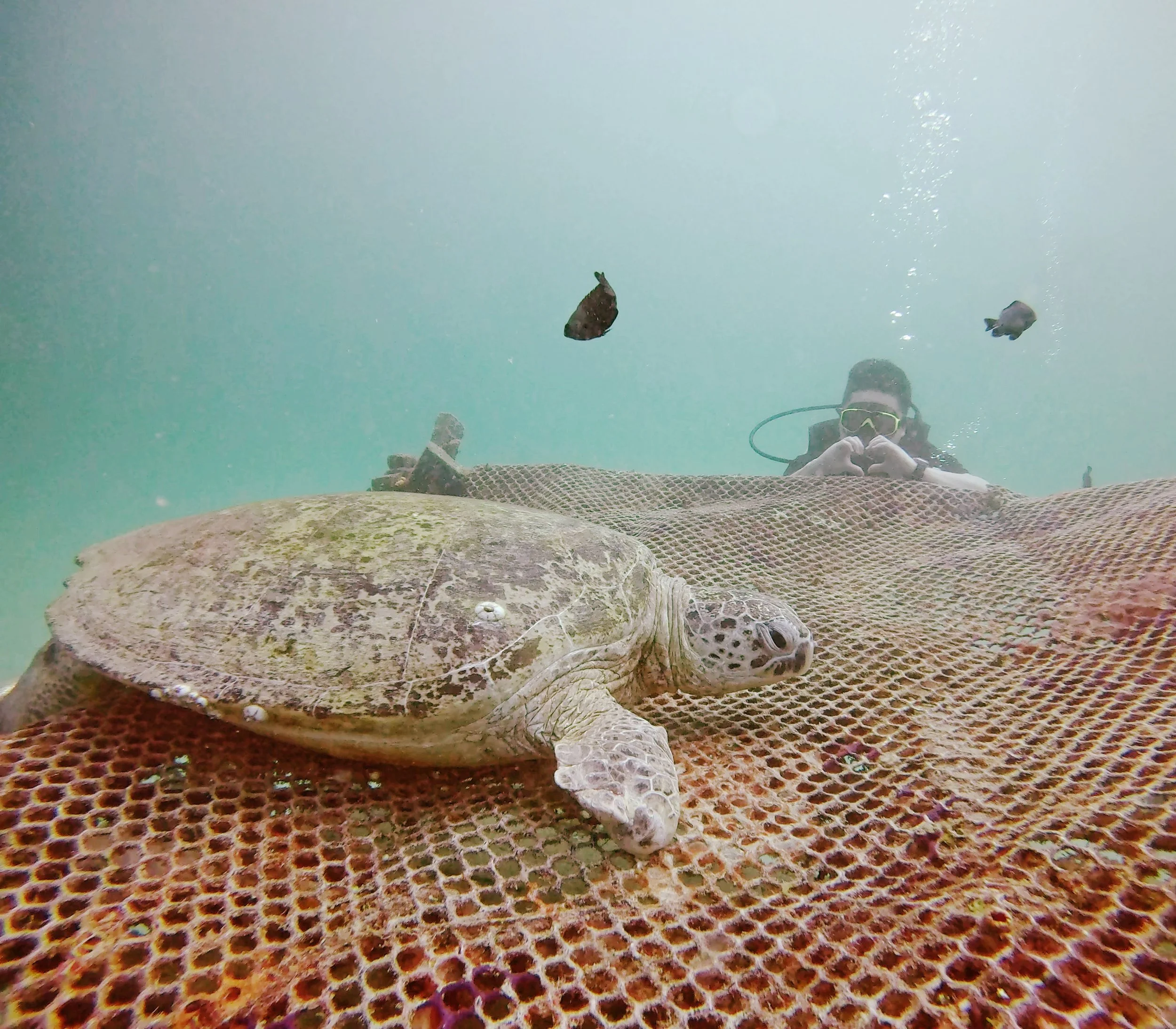 An underwater scene with a large sea turtle resting on a textured, reddish-brown coral reef. A scuba diver in the background is taking a photo and is surrounded by a couple of small fish.