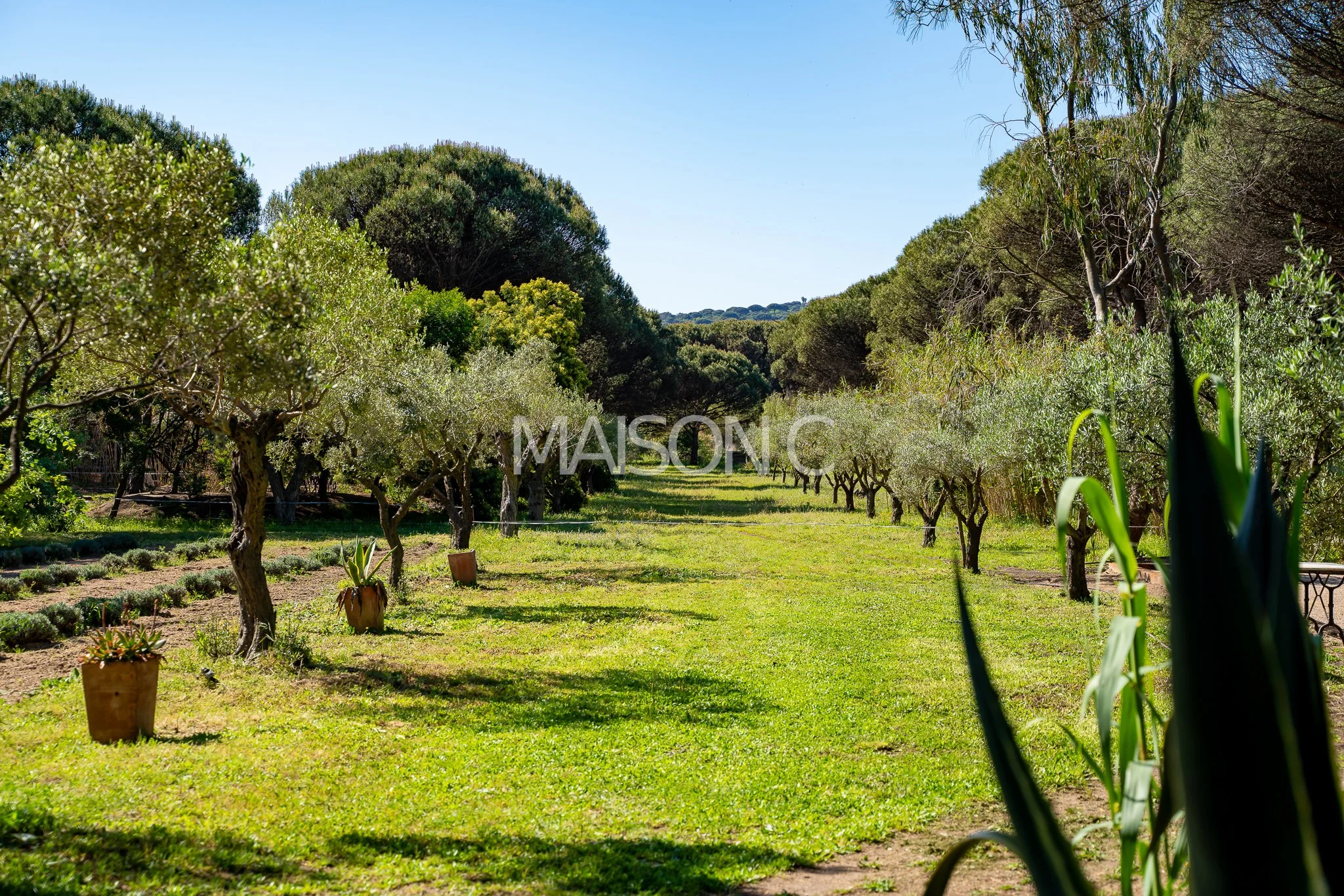 Allée bordée d'arbres fruitiers ou oliviers sous un ciel bleu ensoleillé, avec des pots en terre cuite contenant des plantes grasses, dans un style de jardin méditerranéen.