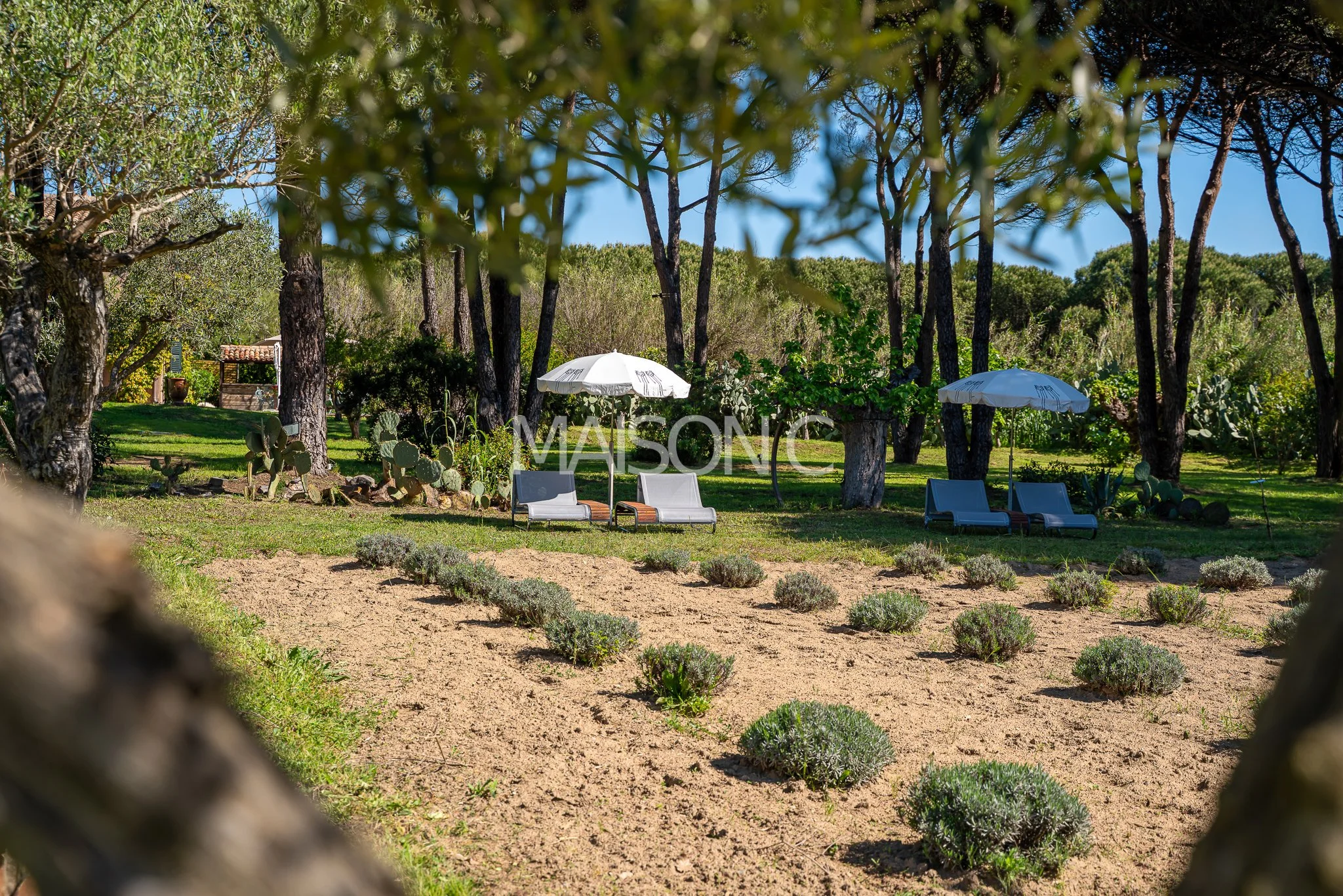Vue d'un jardin avec des chaises longues et des parasols sous des arbres, poésie et soleil, ambiance relaxante.