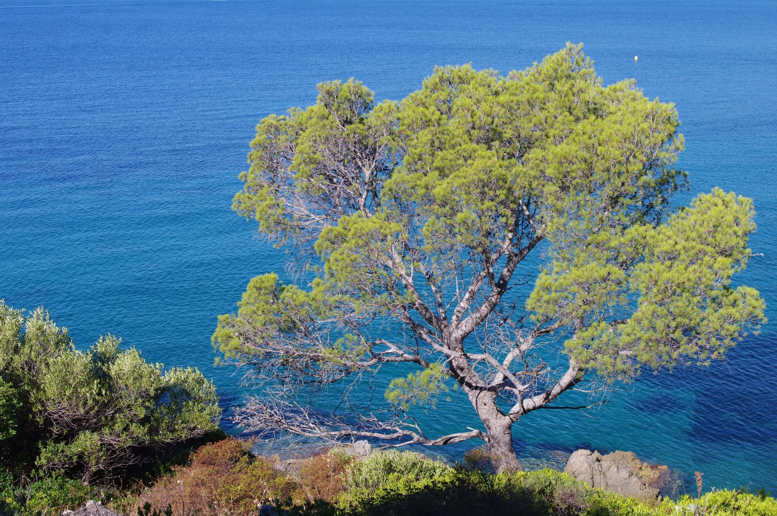 Plage de Gigaro à La Croix-Valmer