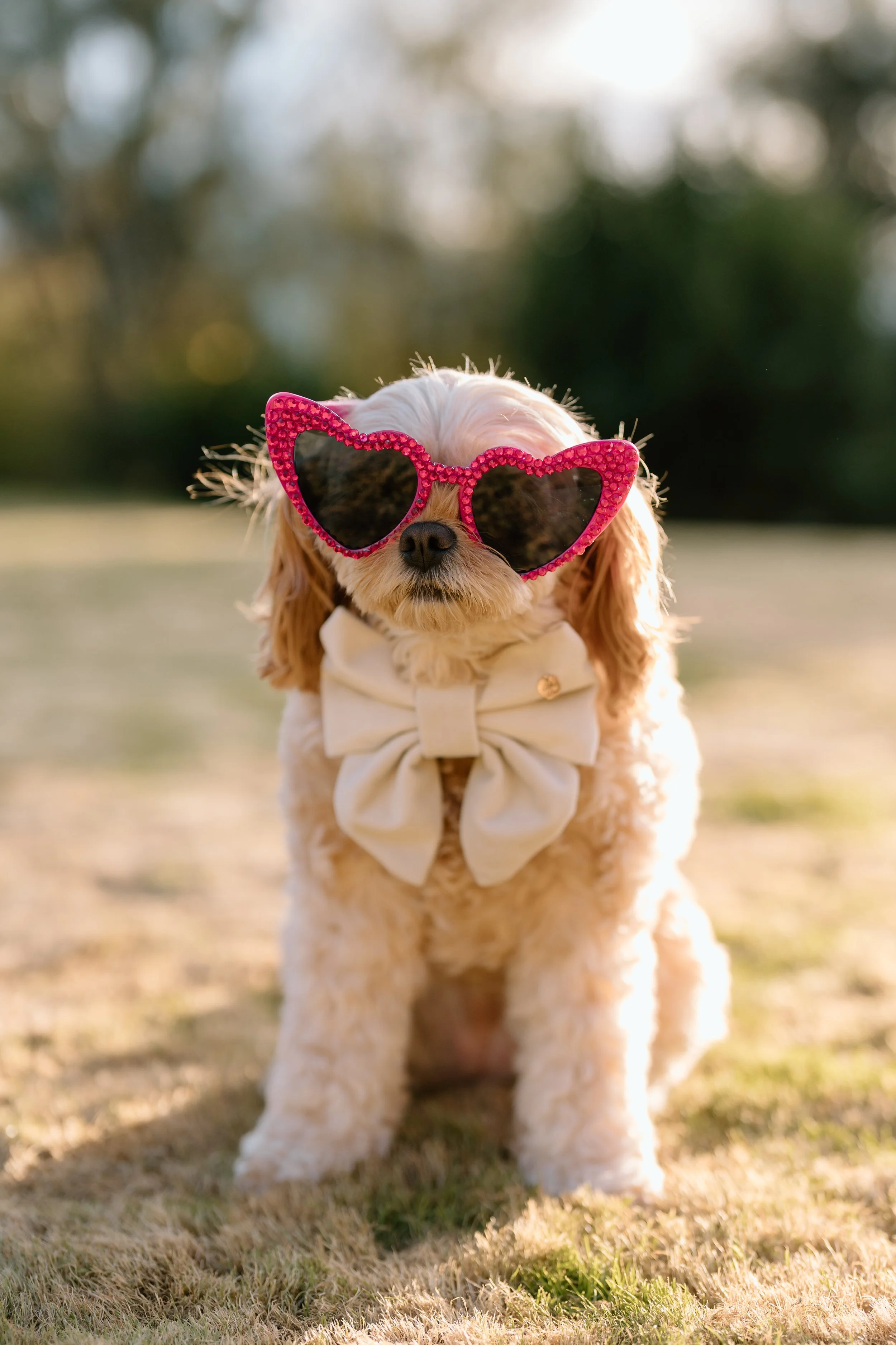 A small dog wearing pink, heart-shaped sunglasses and a cream-colored bow tie, sitting outdoors on grass.