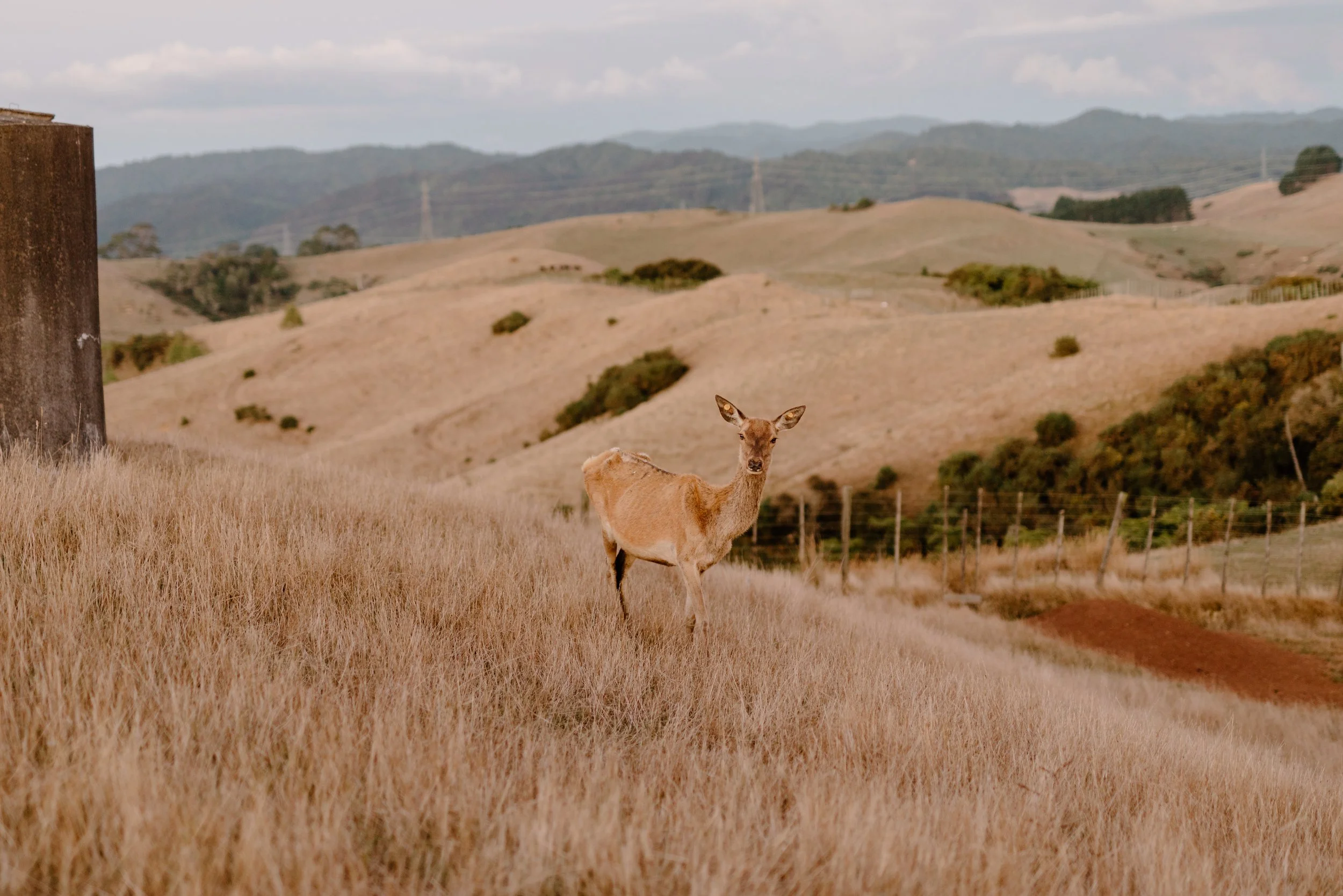 Deer-Valley-Auckland-Wedding-Venue-Shane-taylor81.jpg