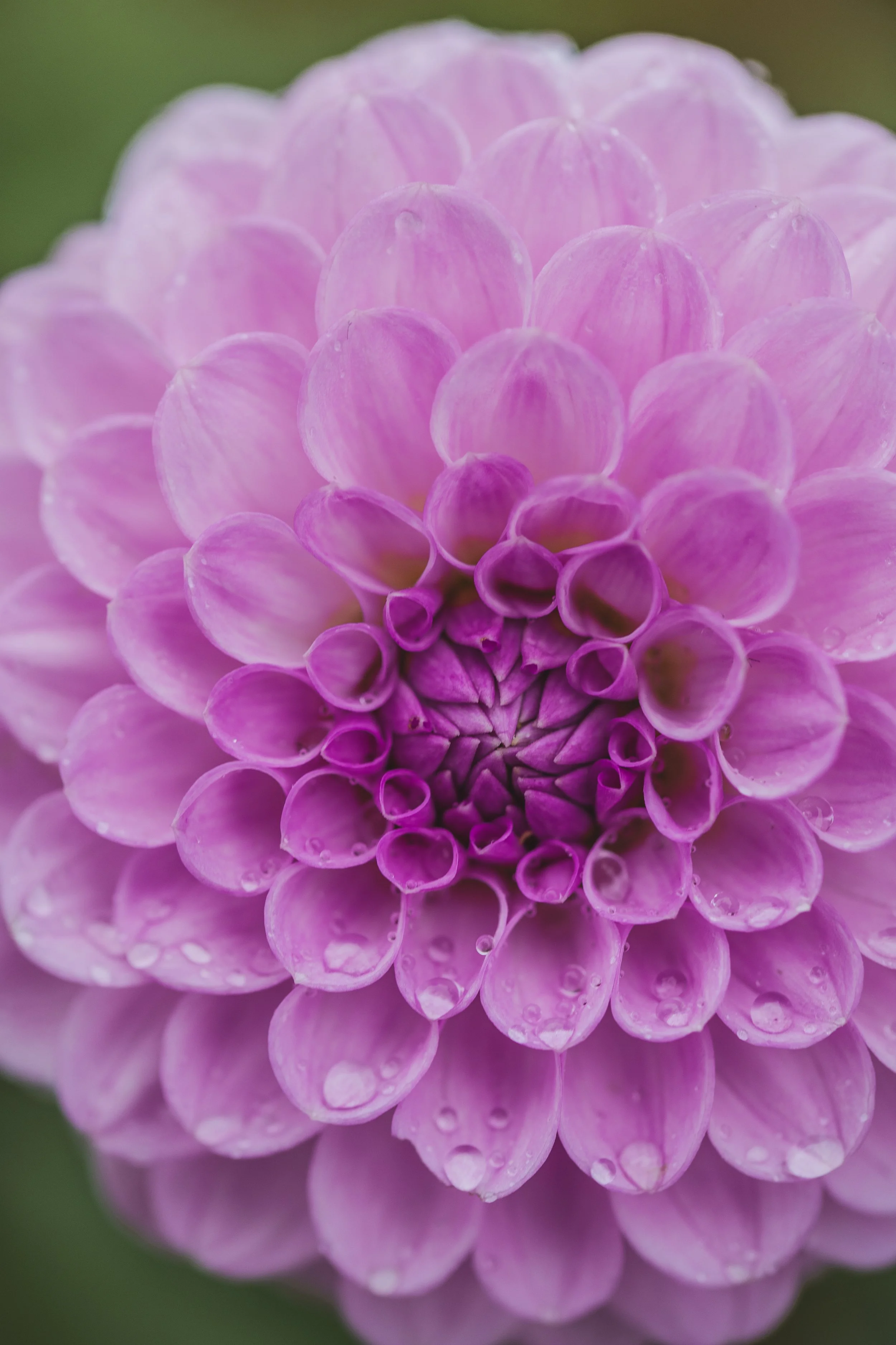 Megan Dean Dahlia Seeds