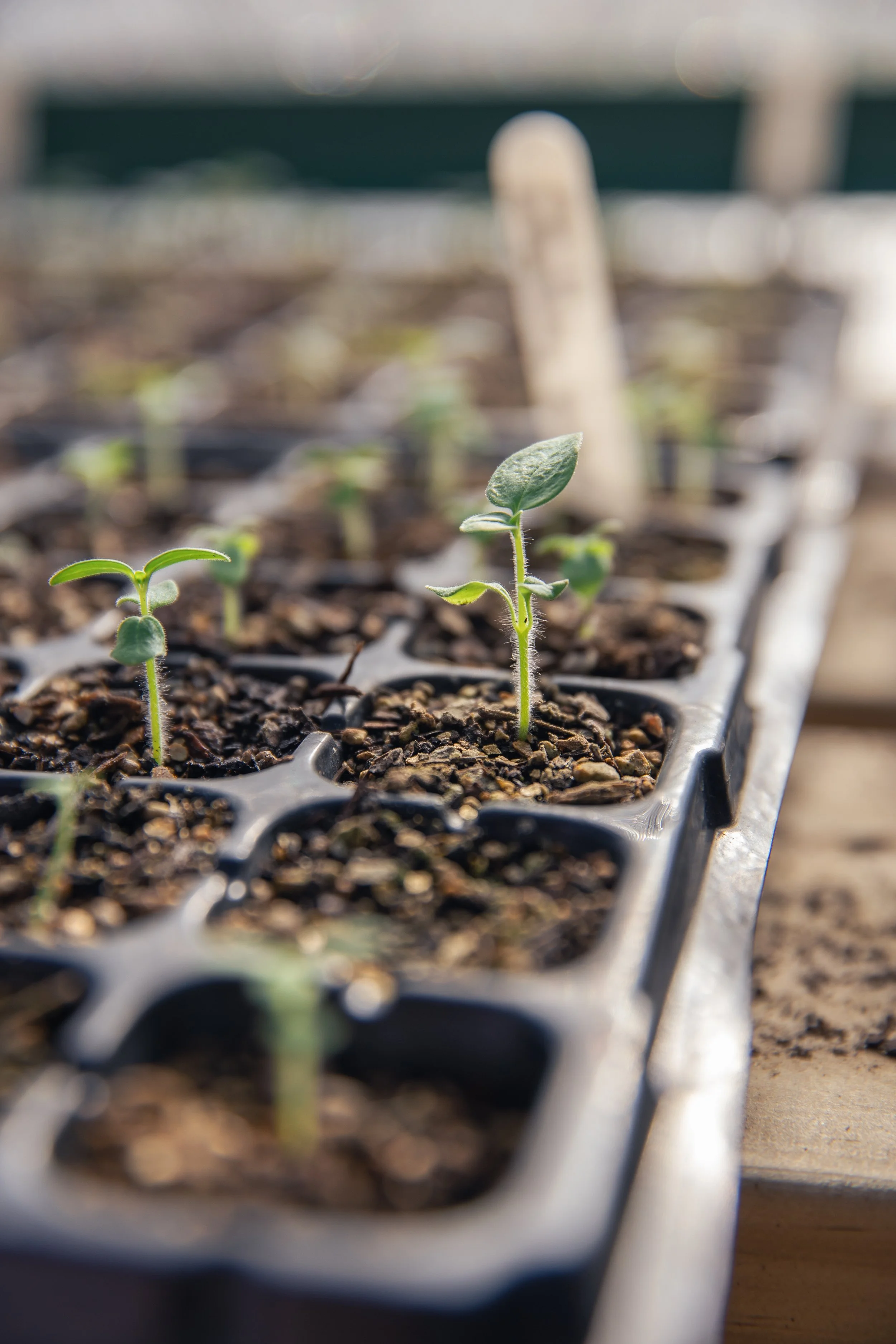 Seed Sowing Workshop - September 27th 9:30am