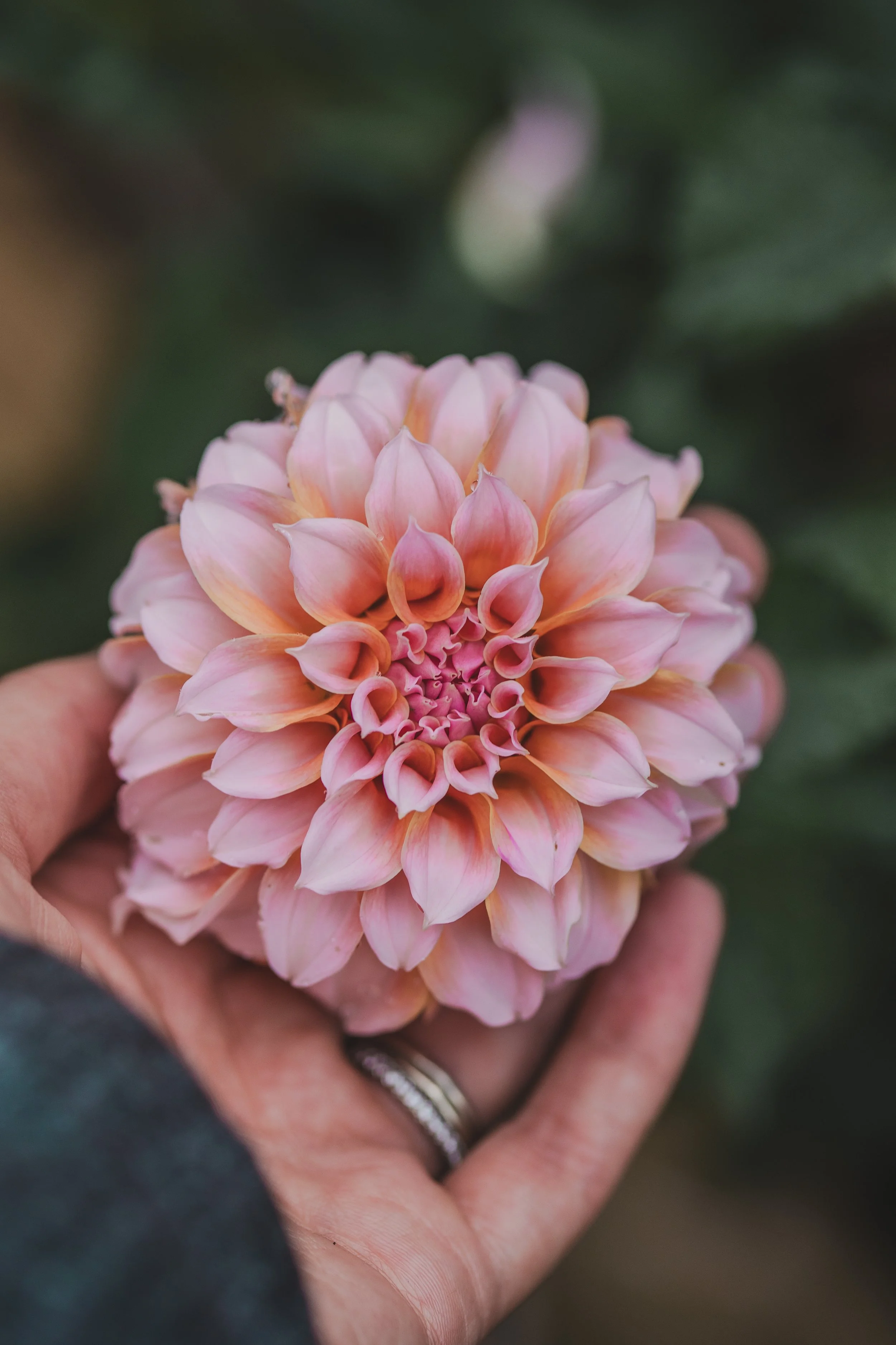 Dahlias for beginners - 1:30pm