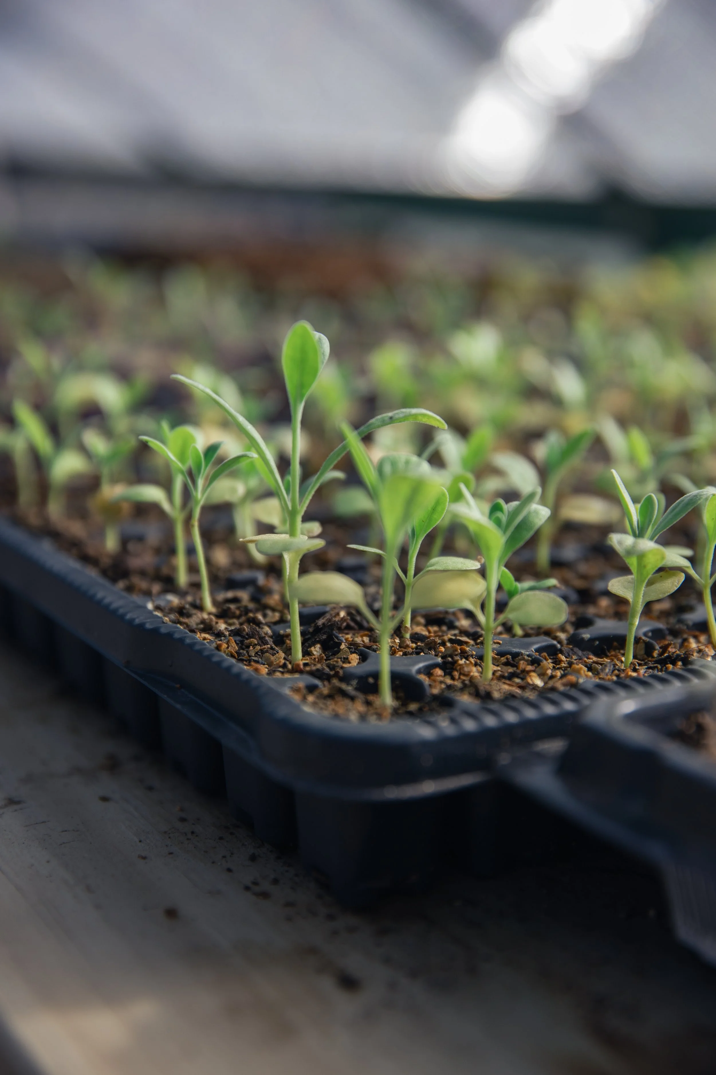 Seed Sowing Workshop - September 27th 1:30pm