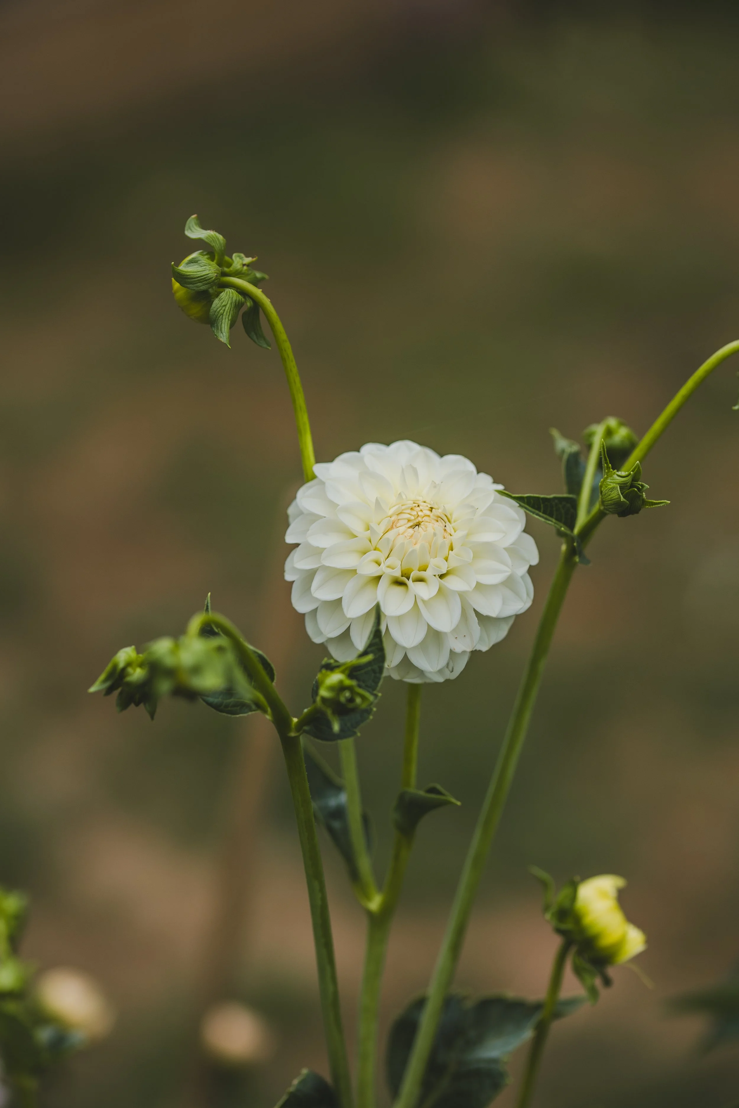 Snowcap Dahlia Seeds