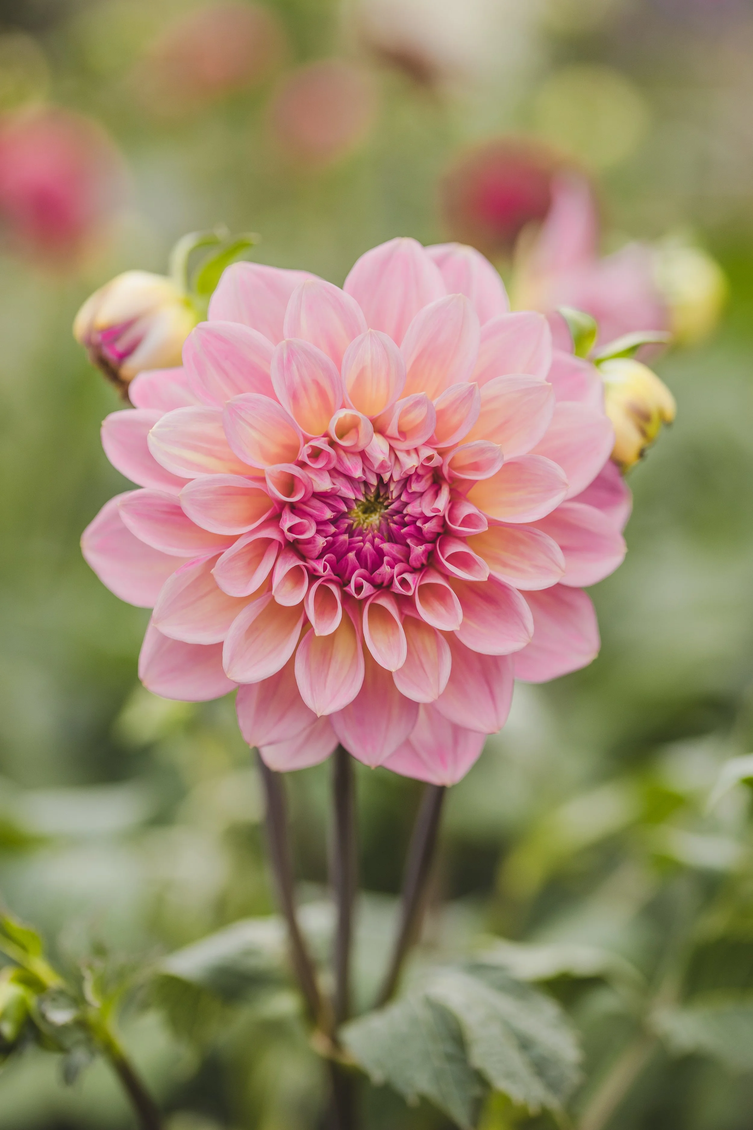 Coralie Dahlia Seeds