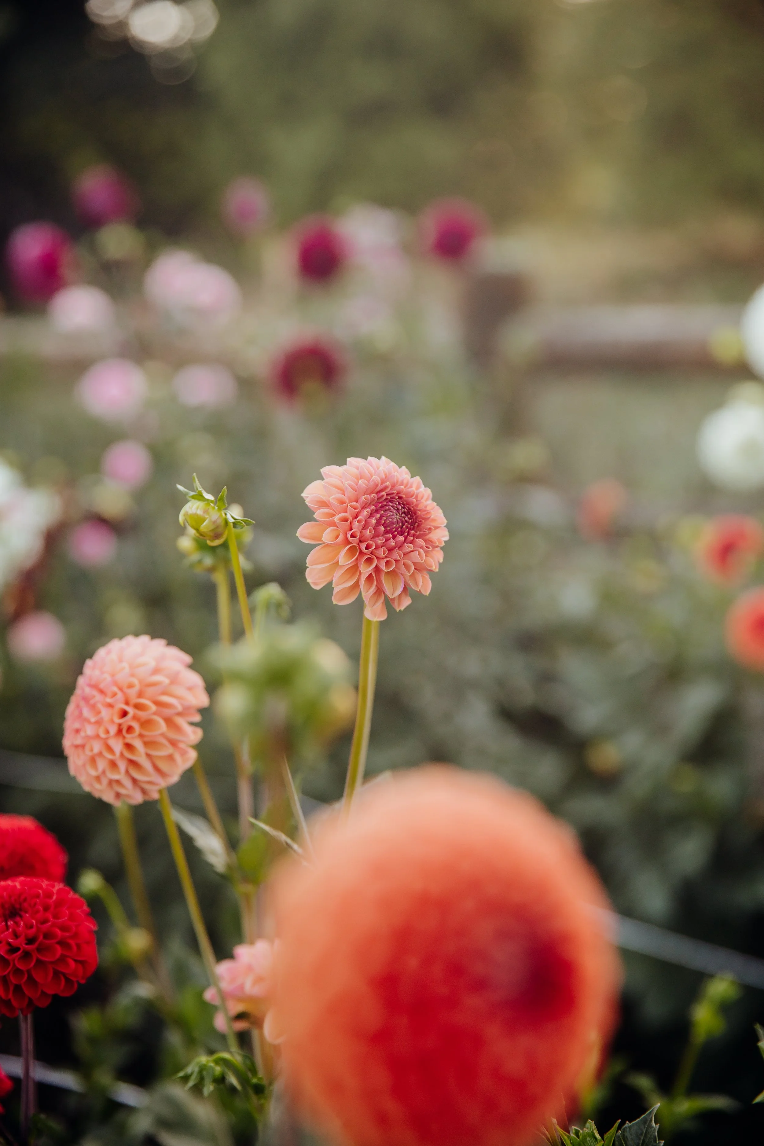 Snoho Jojo Dahlia Seeds