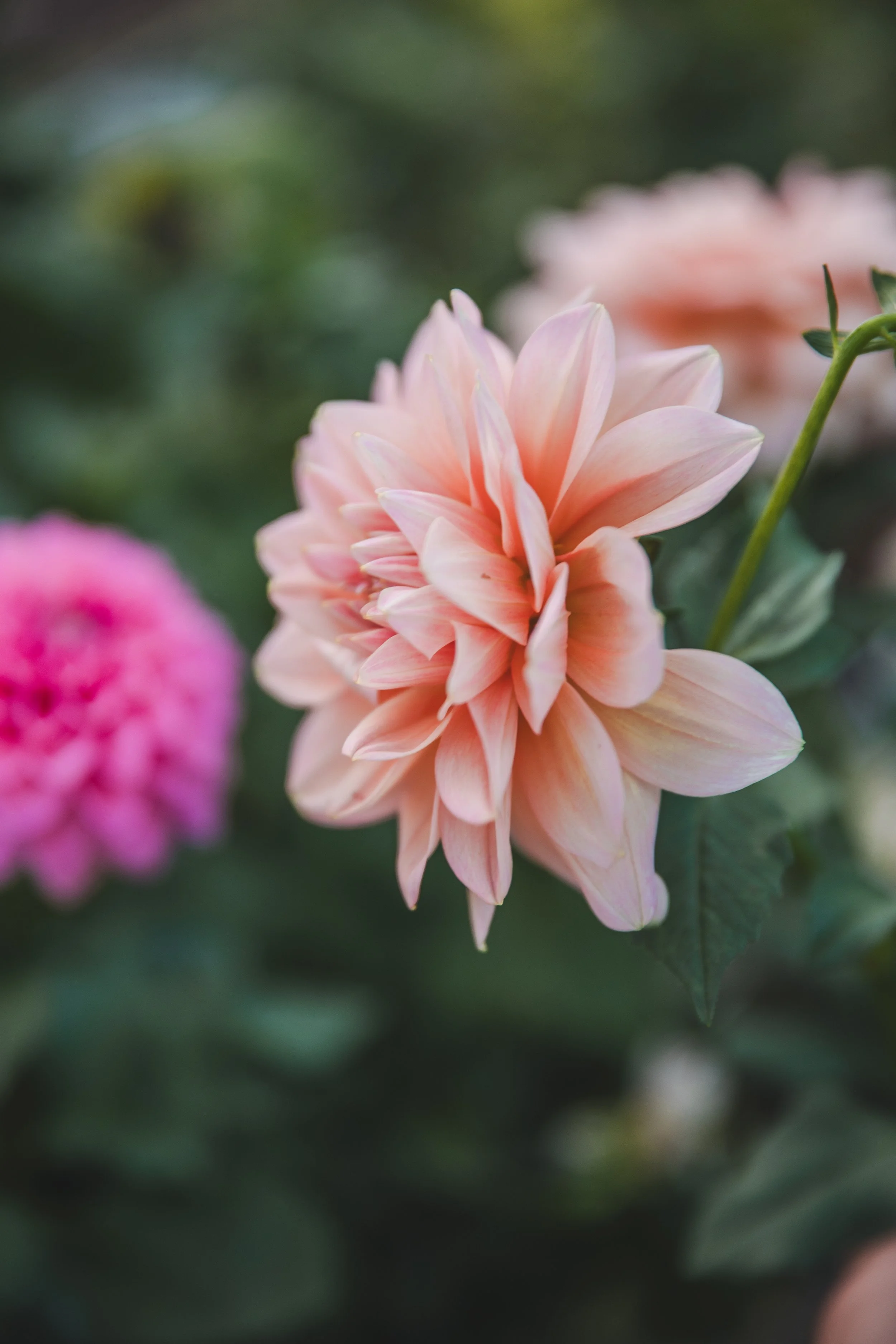 Sheer Heaven Dahlia Seeds