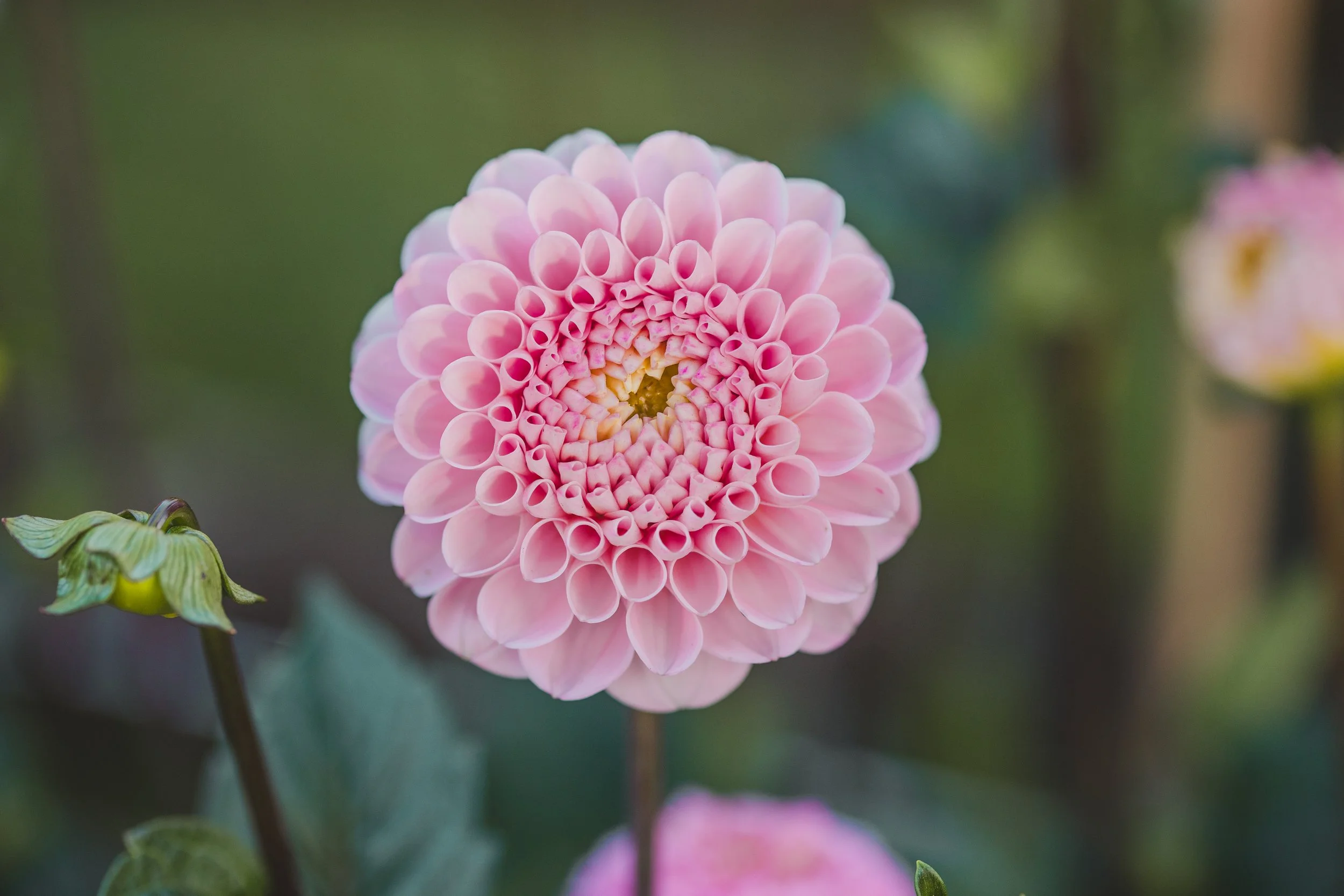 Wizard of Oz Dahlia Seeds