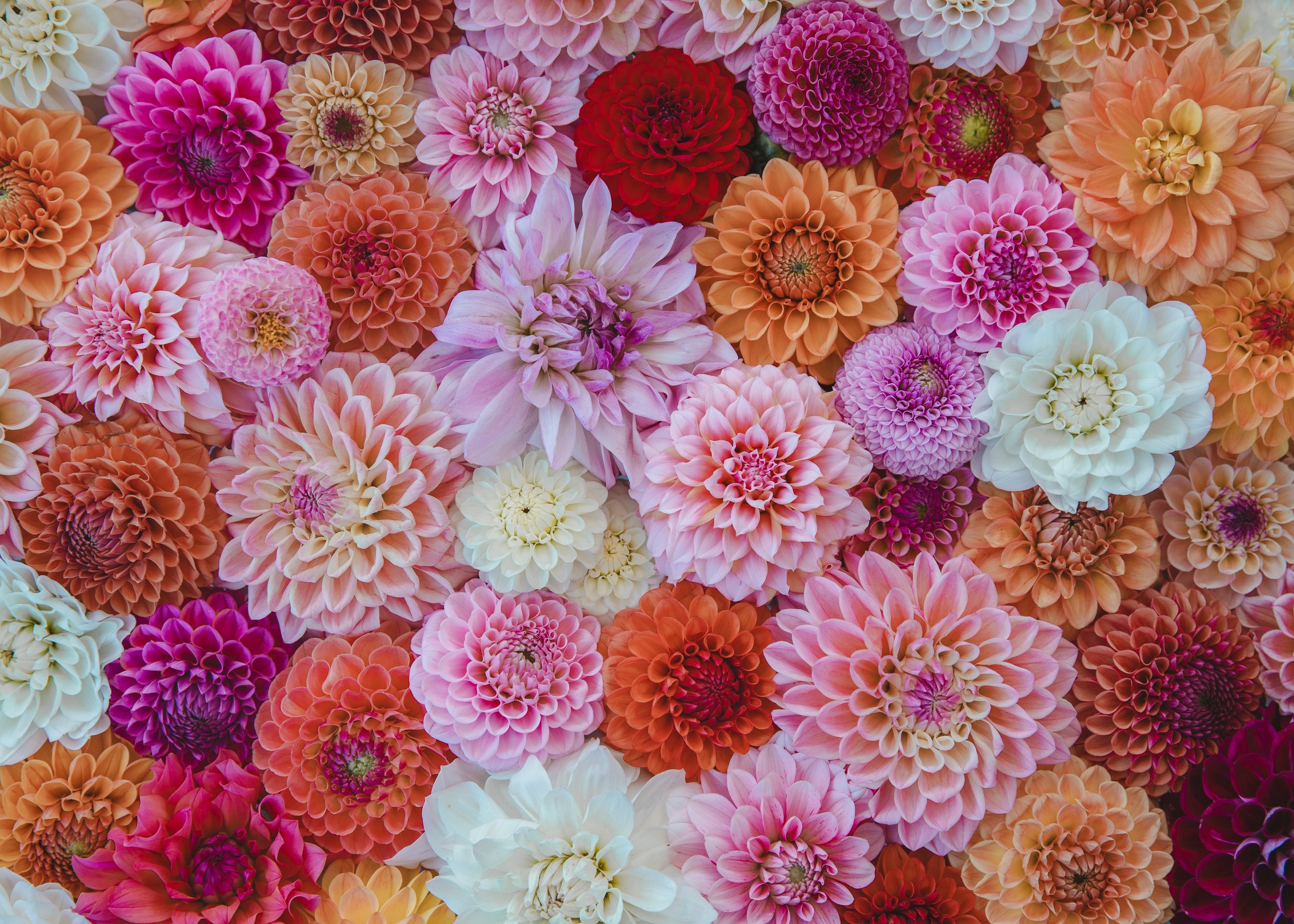 Dahlia Mixed Seeds