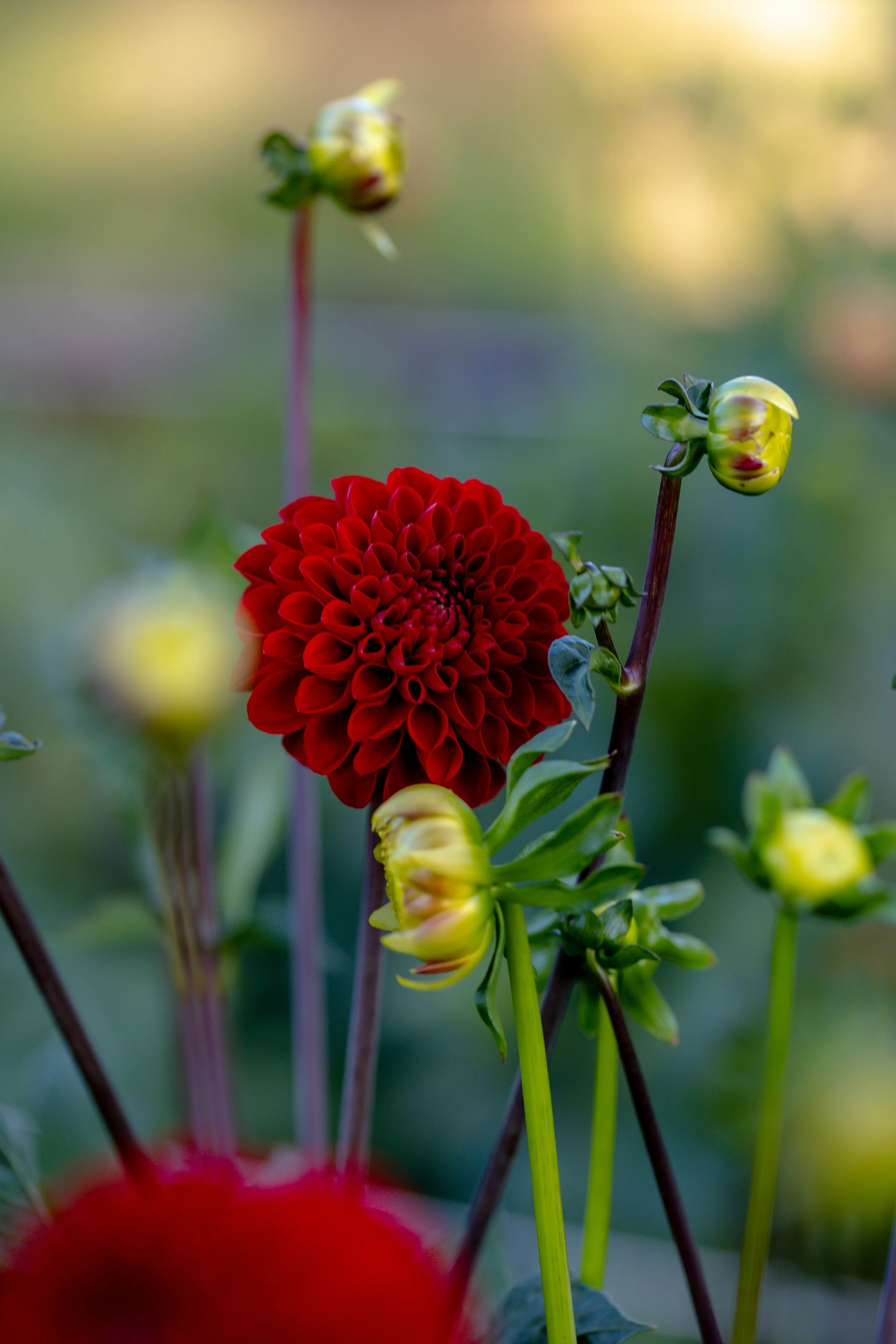 The Viking Dahlia Seeds