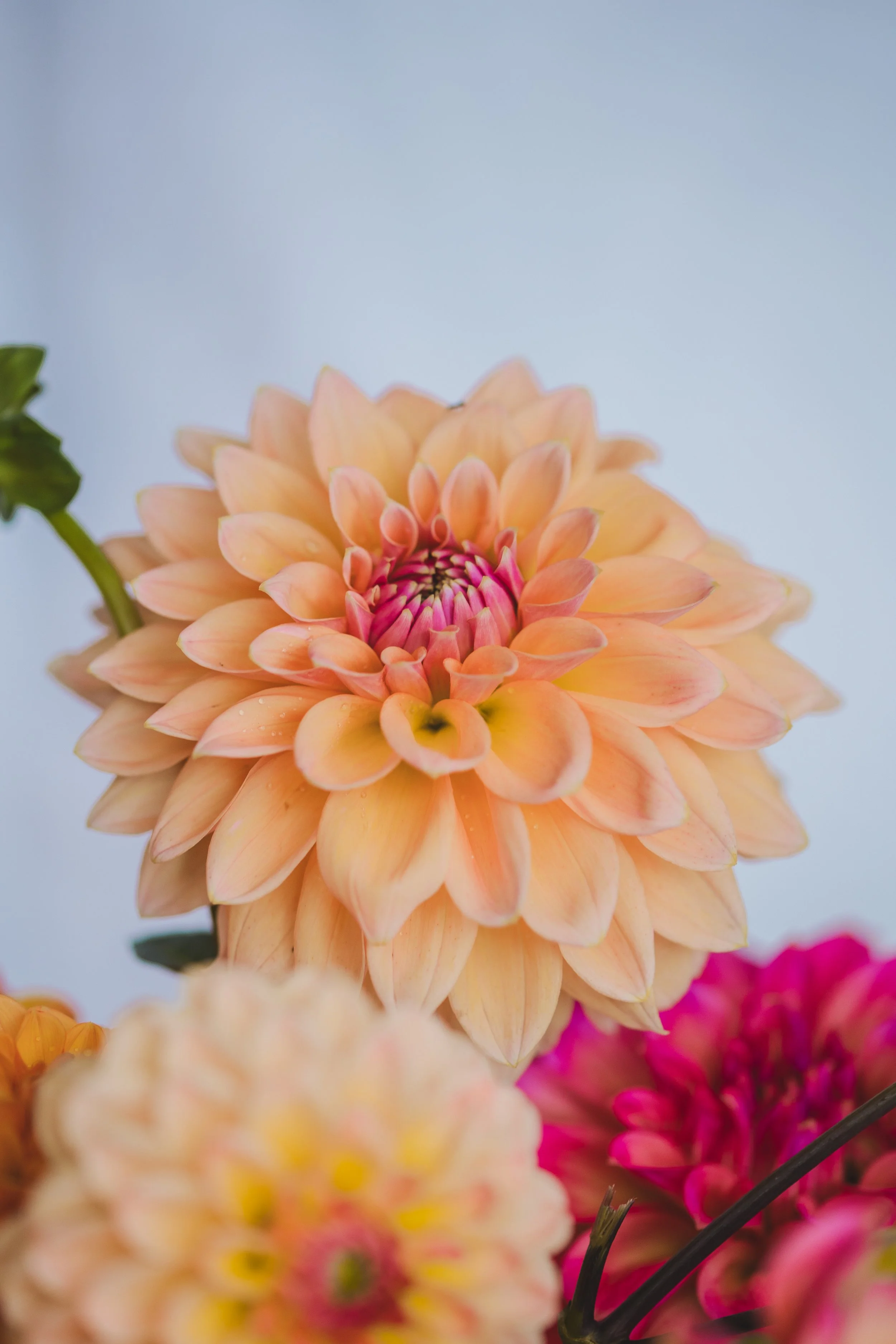 Joal Kaitlyn Dahlia Seeds