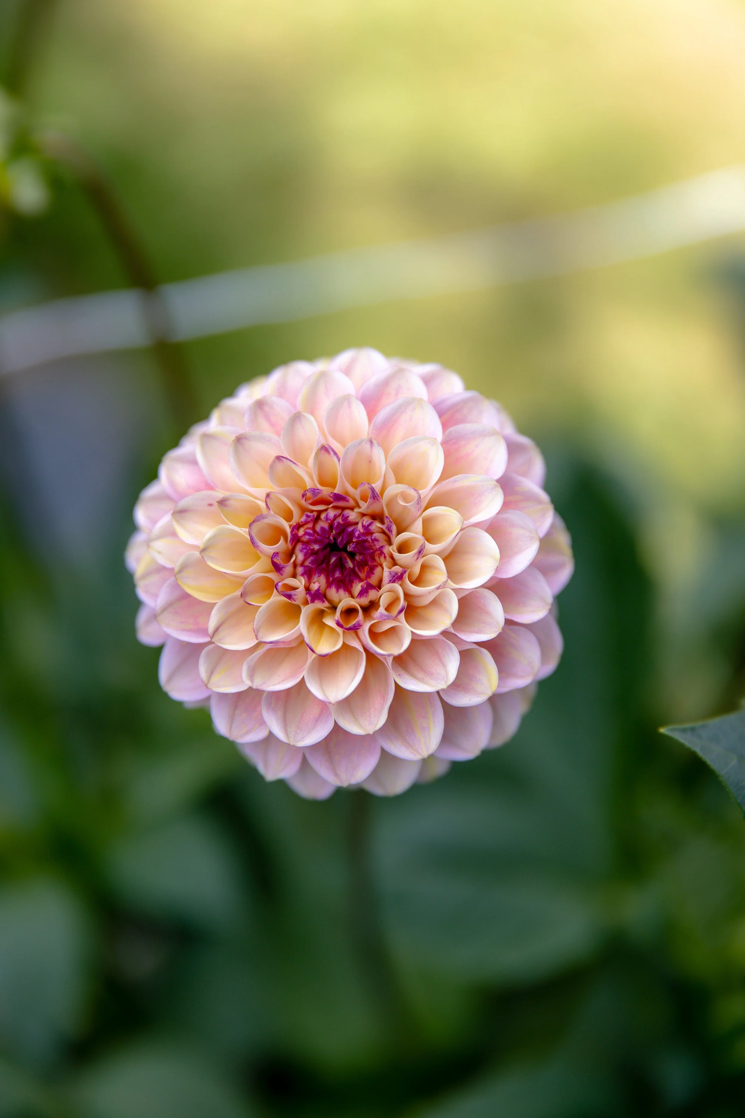 Wine Eyed Jill Dahlia Seeds