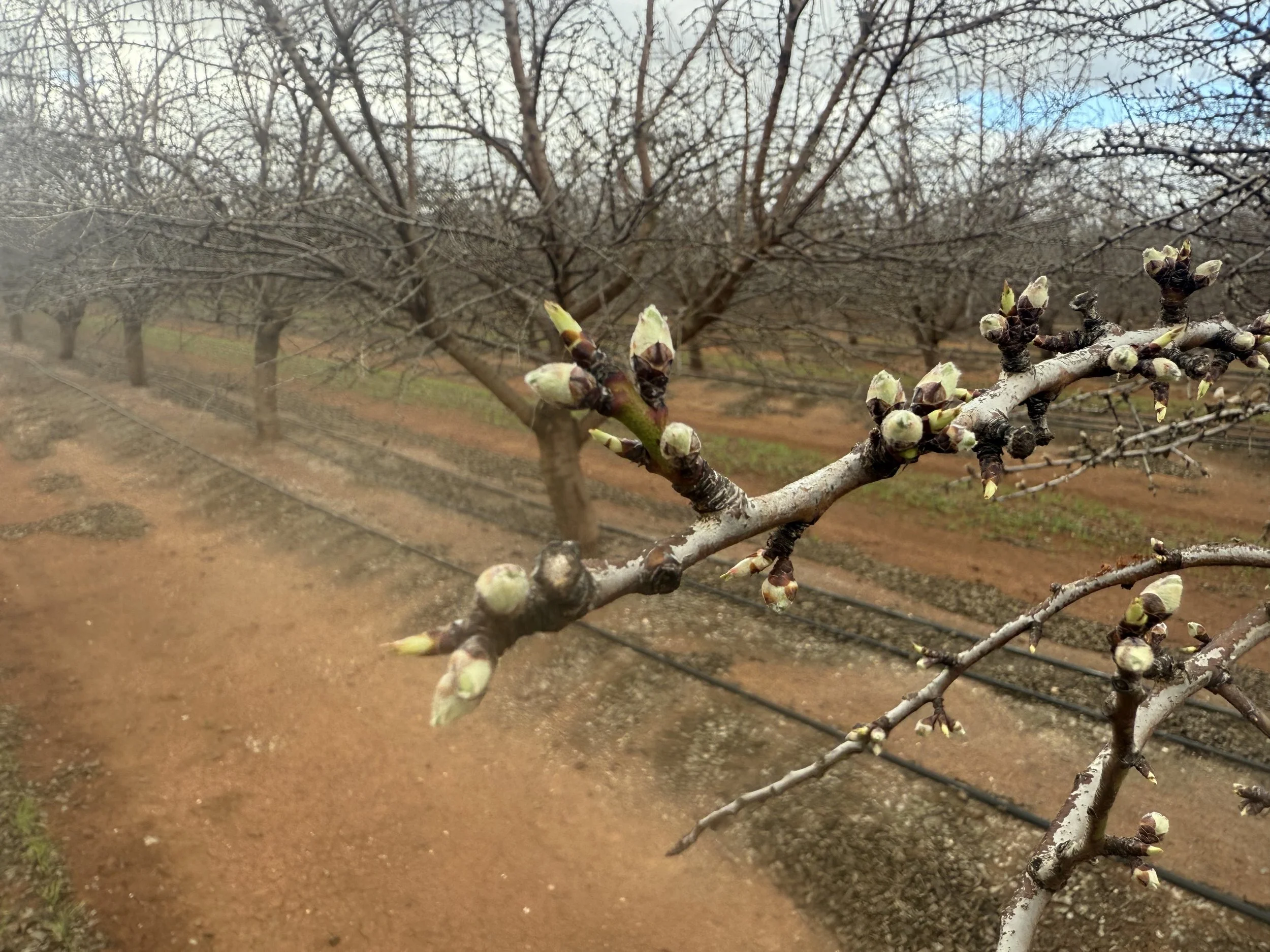 Close-up of a budding branch in an orchard with bare trees and brown dirt ground in the background.