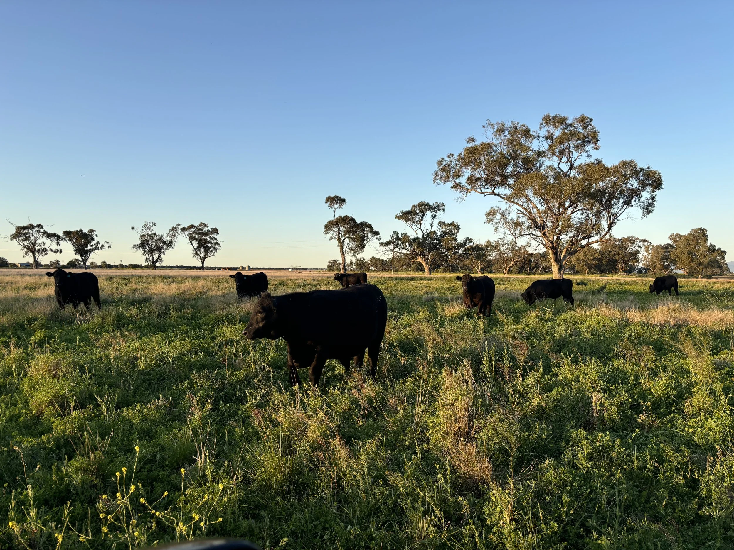 Cattle grazing in a green field with scattered trees under a clear blue sky during daytime.