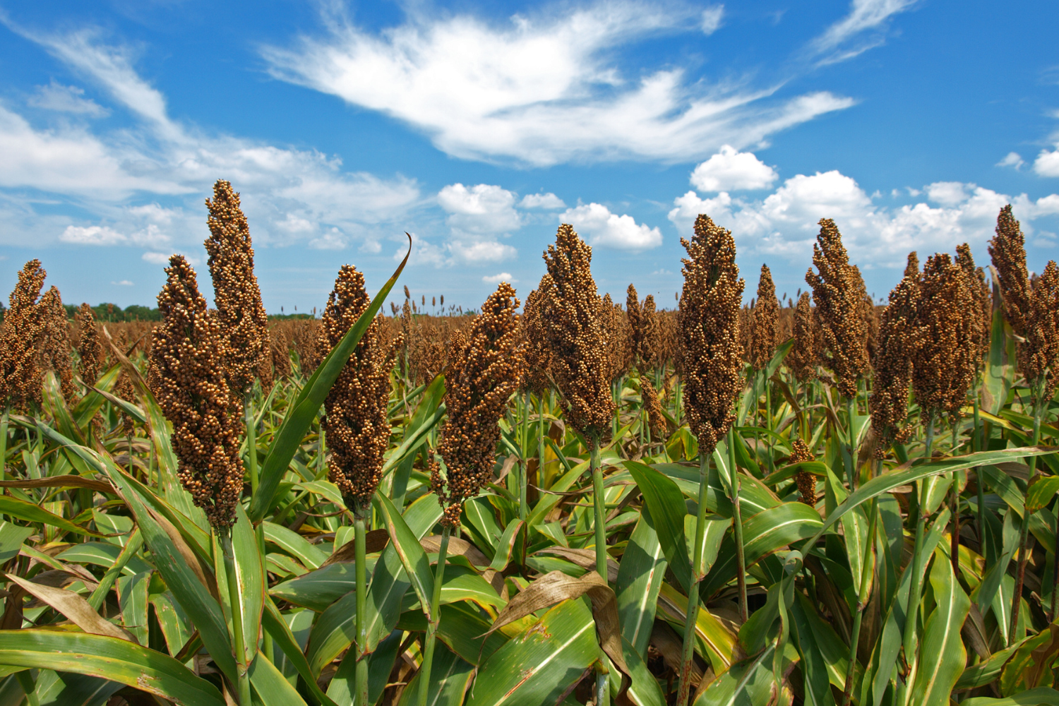 A field of sorghum plants with brown seed heads under a blue sky with white clouds.