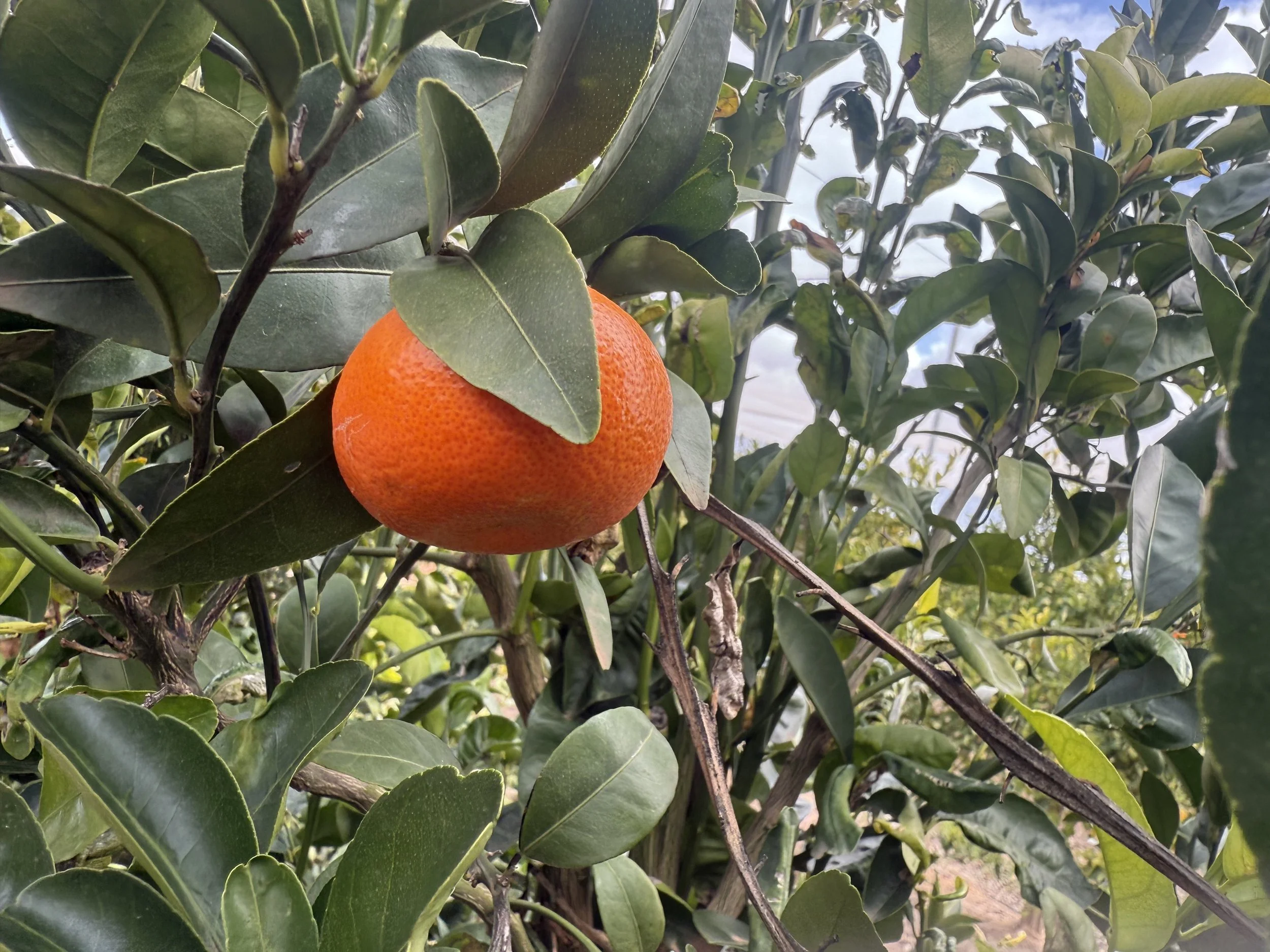 Orange fruit hanging on a branch surrounded by green leaves in a tree.