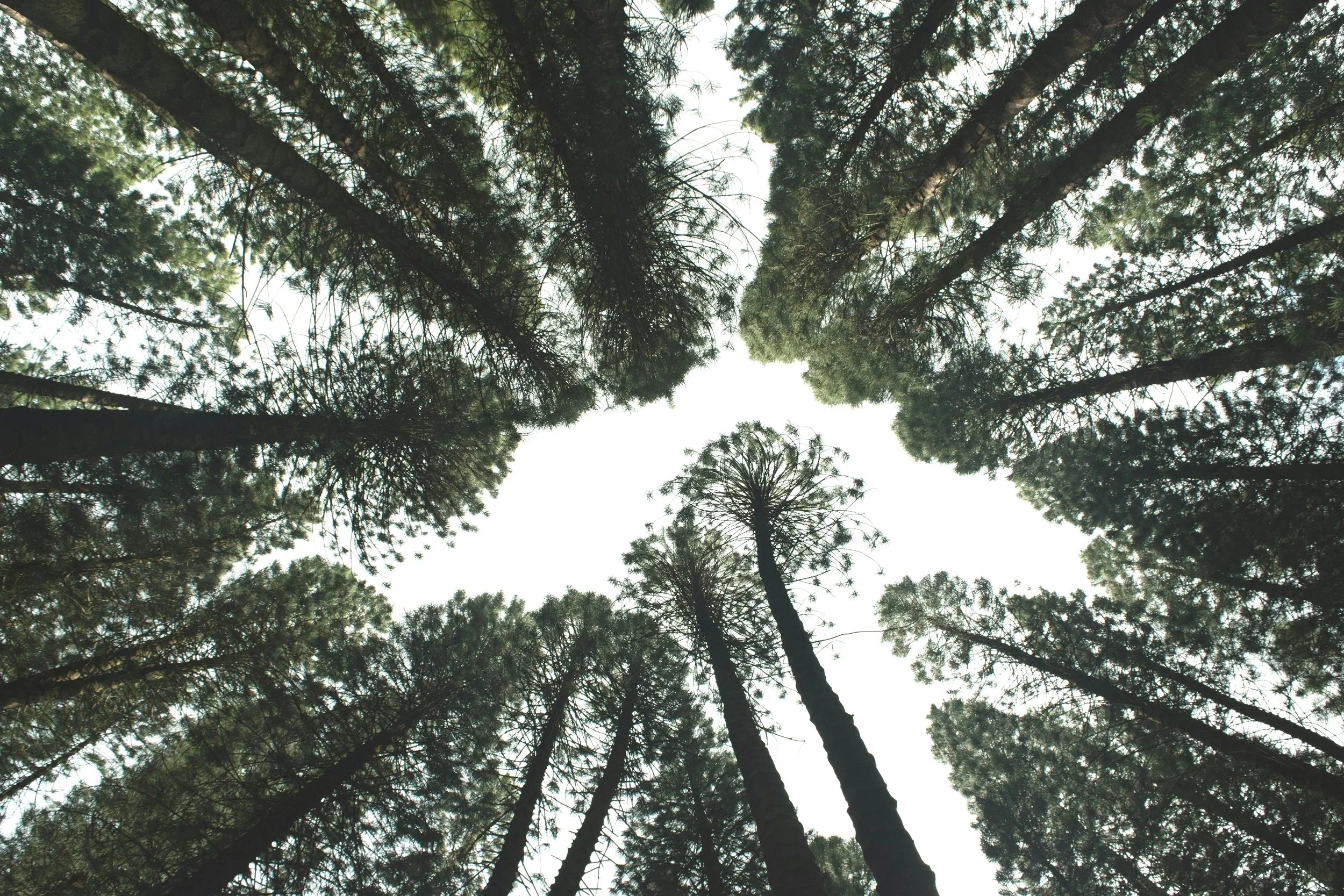 Luchtfoto van een bos met hoge dennenbomen die naar de hemel wijzen.
