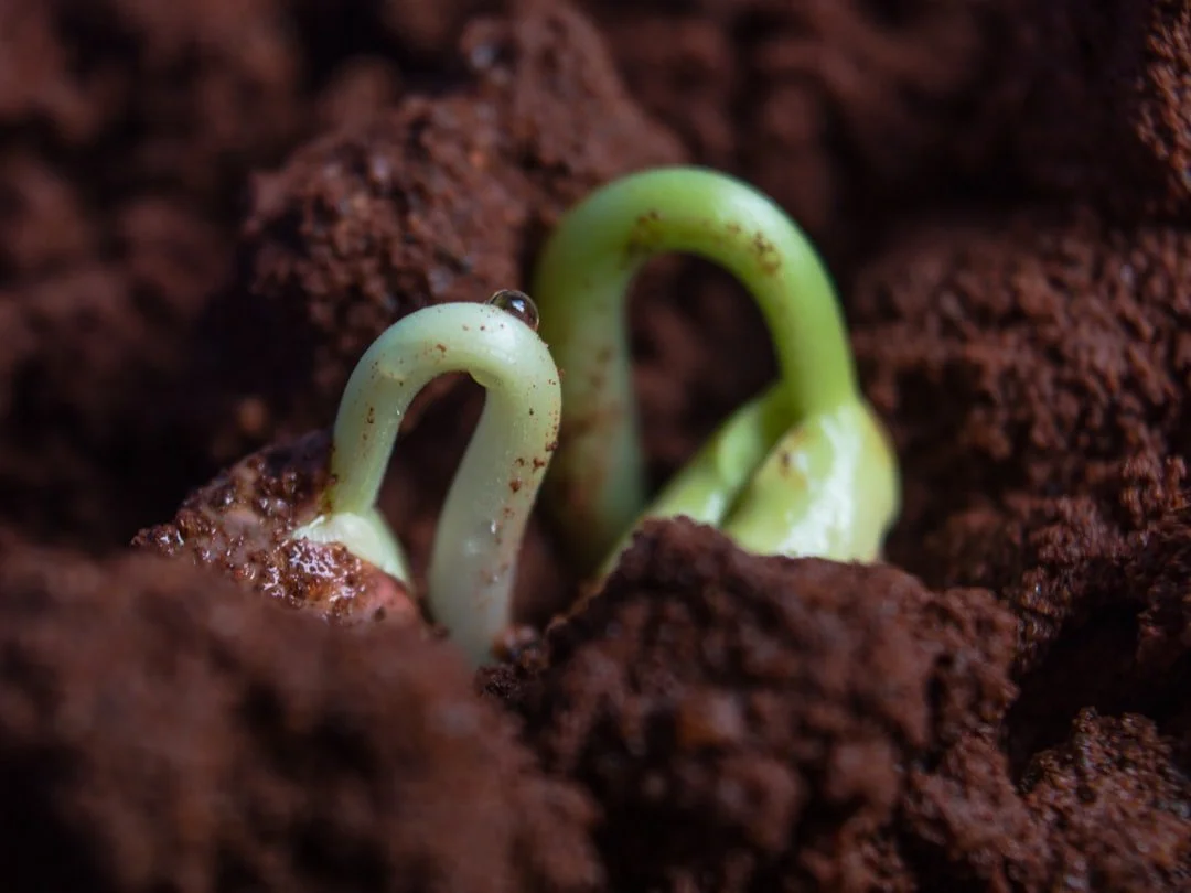The Invisible Farmers: Microbes That Shape the Future of Seeds