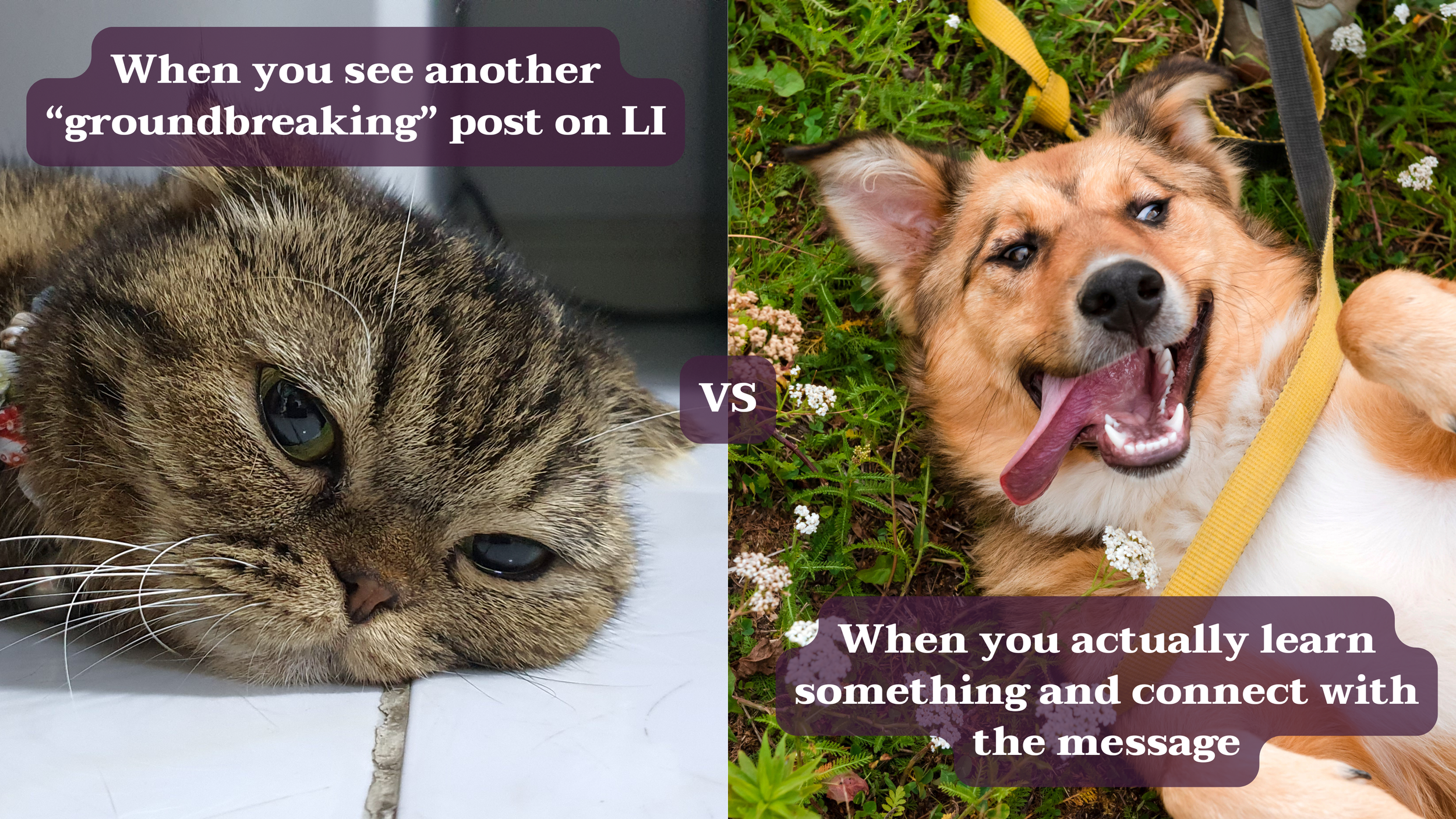Split image comparing a bored cat reacting to repetitive “groundbreaking” LinkedIn posts with a happy dog representing how readers respond when content is original, informative, and emotionally engaging.