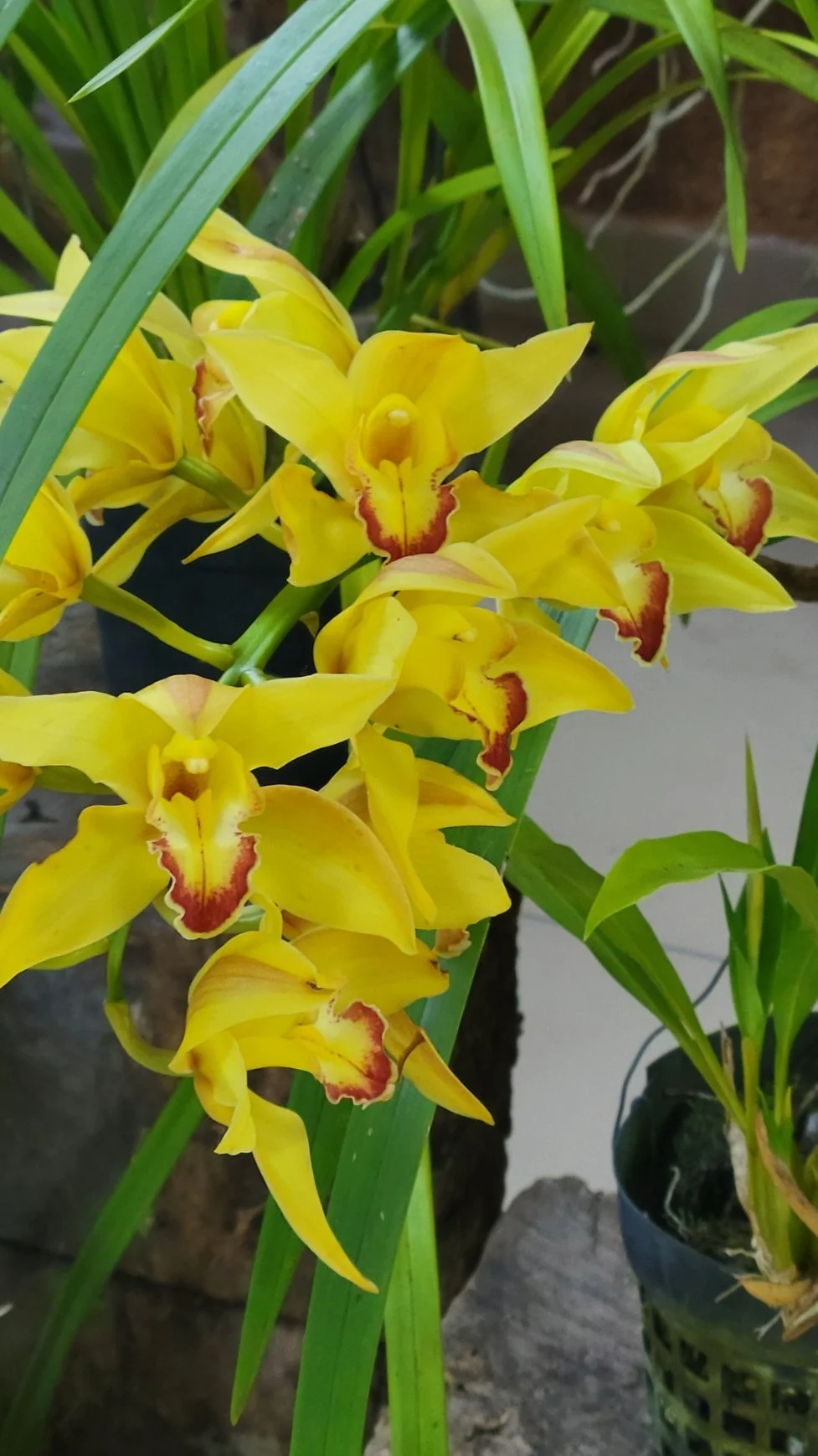 Orchid_4.jpg