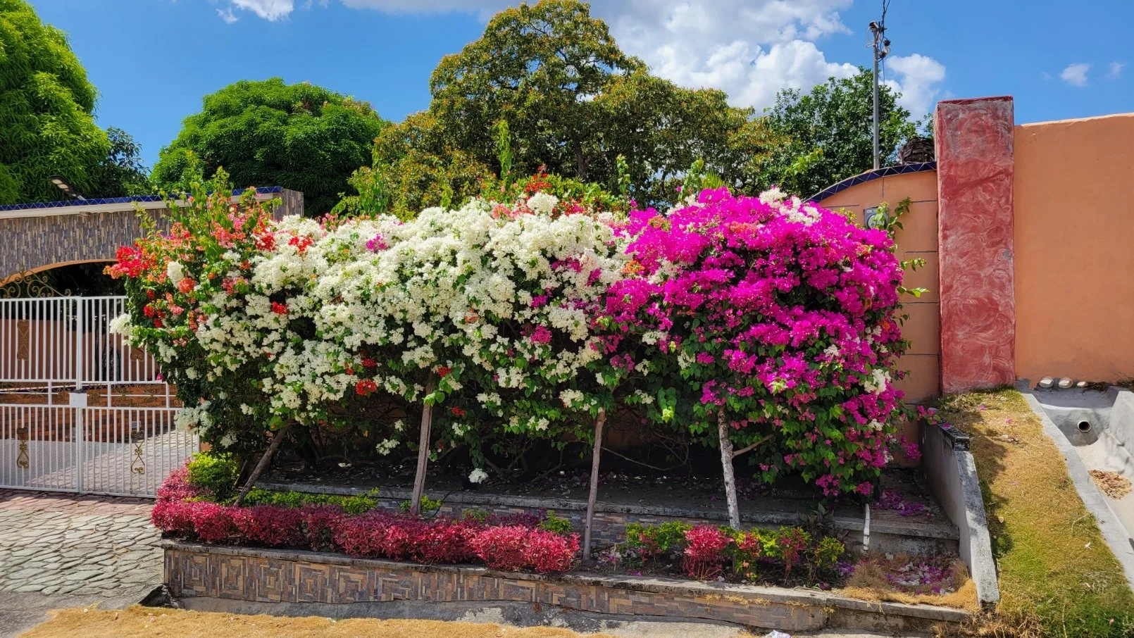 Bougainvillea.jpg