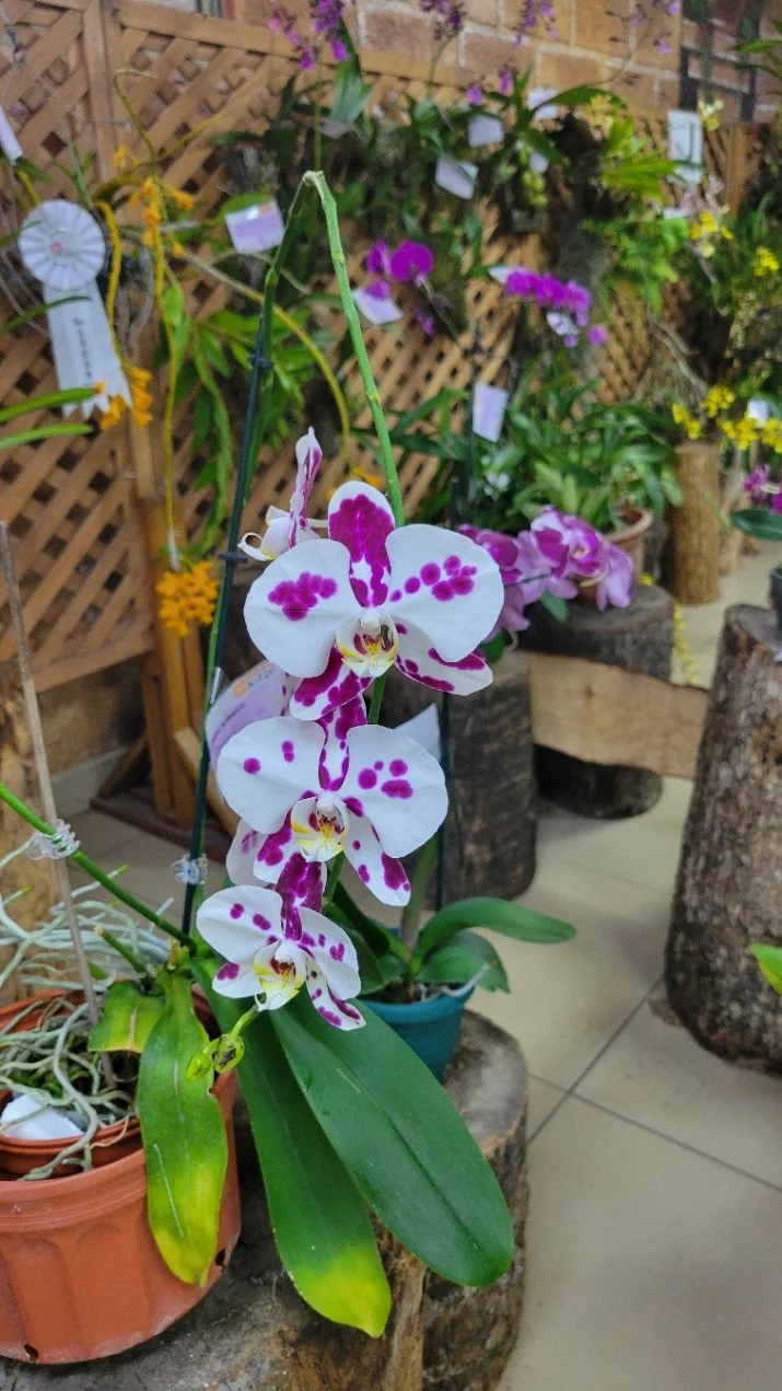 orchid_purple dots.jpg