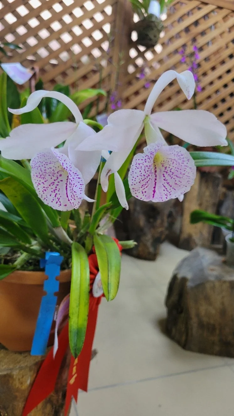 Orchid_6.jpg