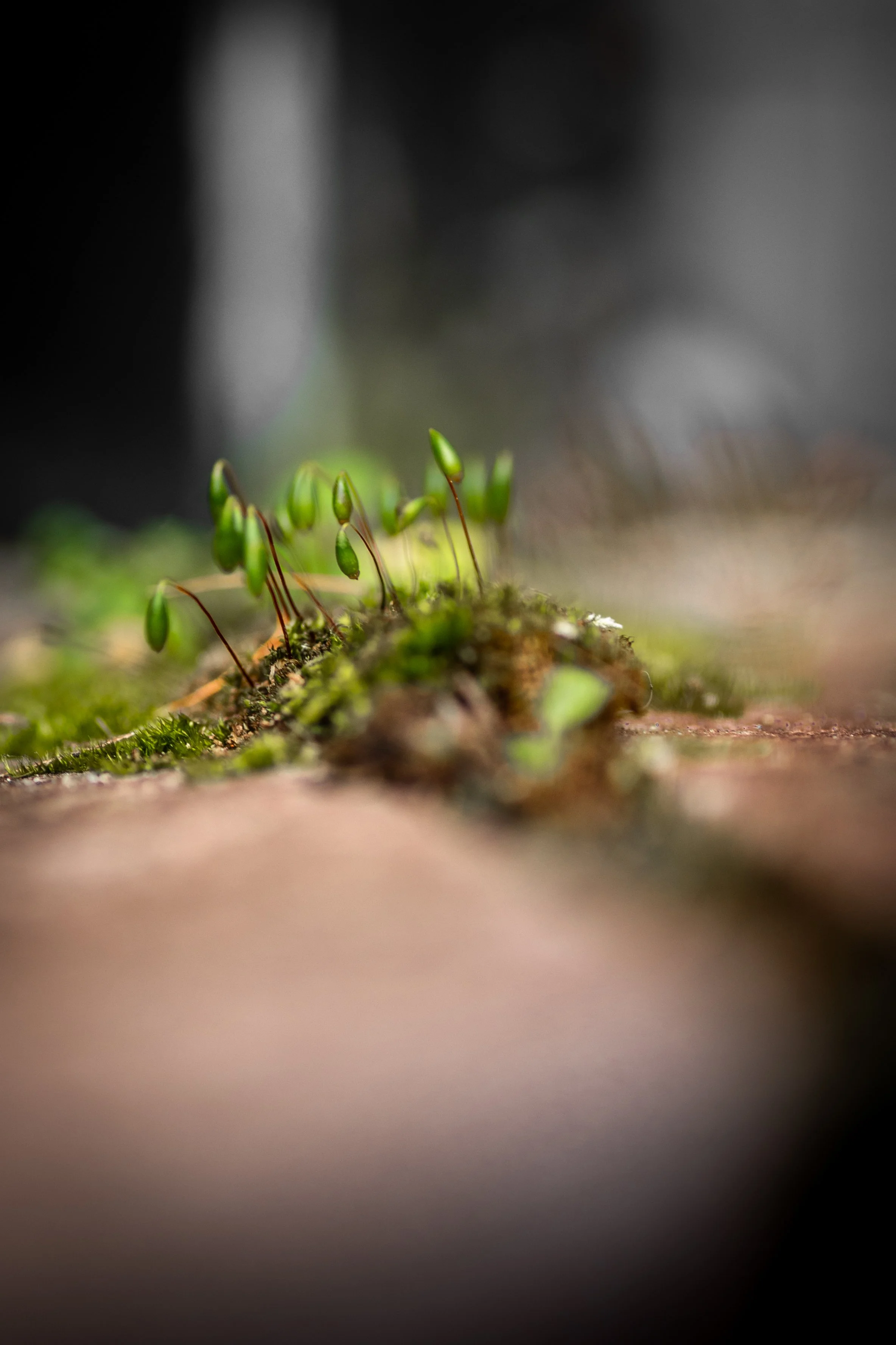 Macro nature photography of tiny moss sporophyte capsules on hair-thin stalks growing from green moss on stone surface with shallow focus.