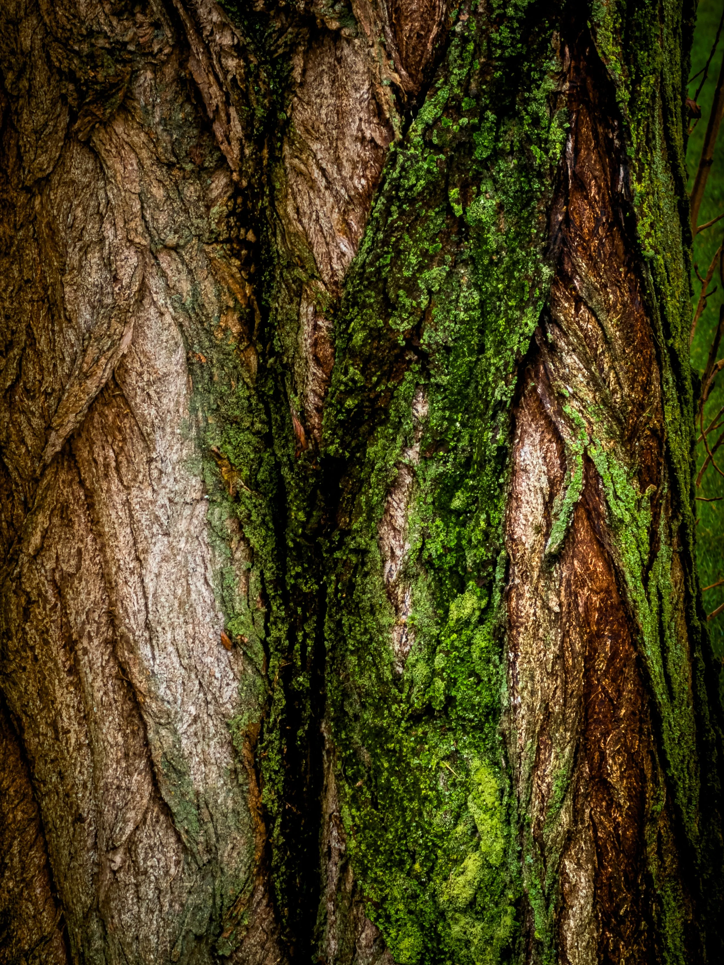 Detailed nature abstract photography of moss-covered tree bark with rich green and brown tones in natural outdoor setting.