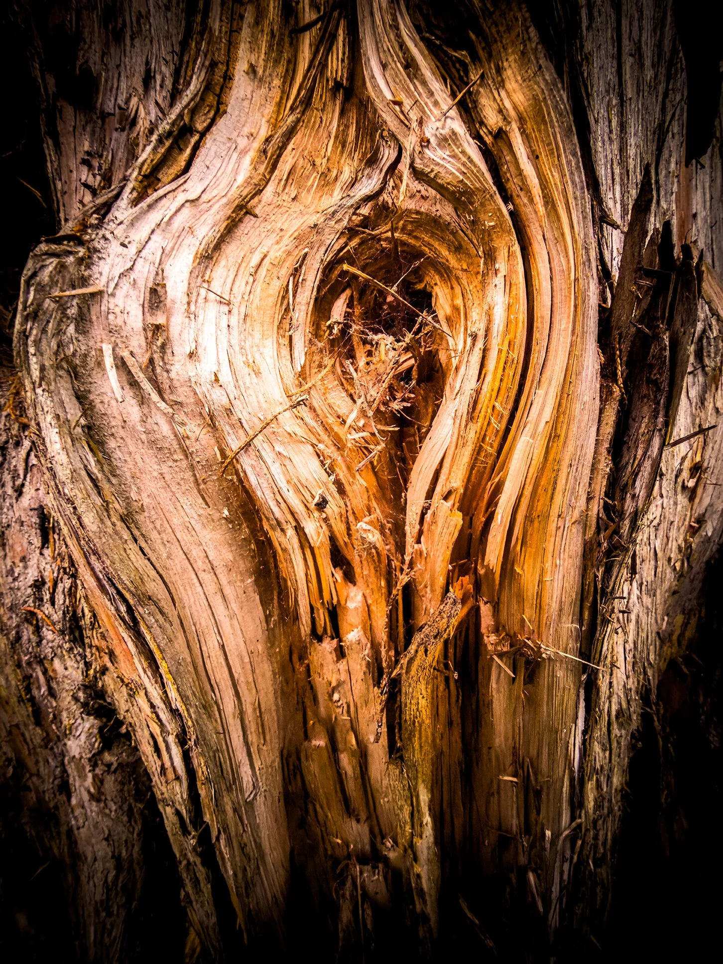 Macro nature photography of ancient tree hollow with swirling wood grain patterns in warm amber tones and dramatic dark background
