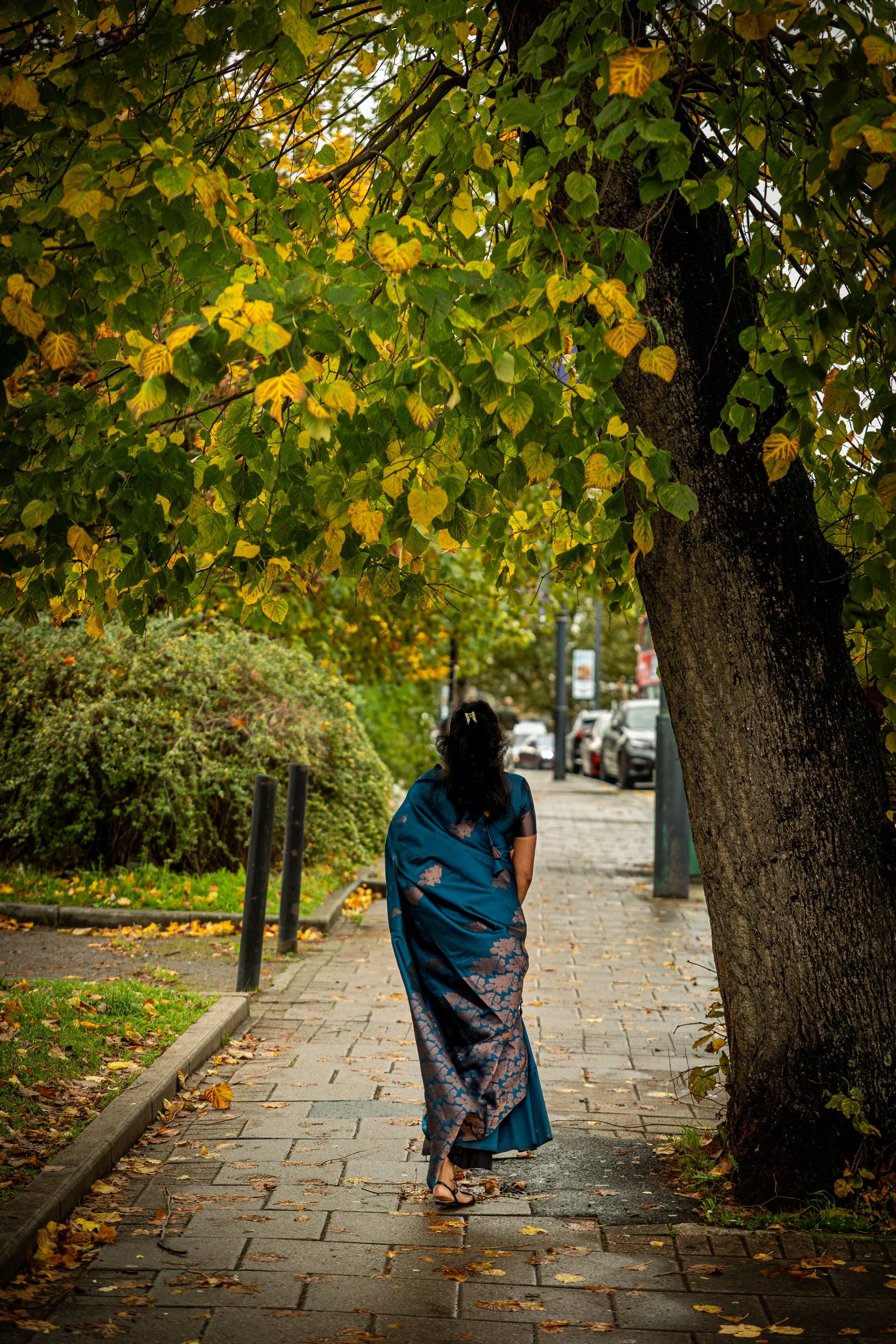 London multicultural street photography of woman in teal silk sari walking along autumn tree-lined pavement with golden falling leaves.