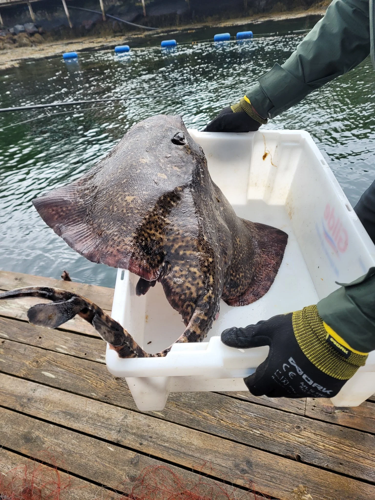 20220510_123126 Krokpollen_web.jpg