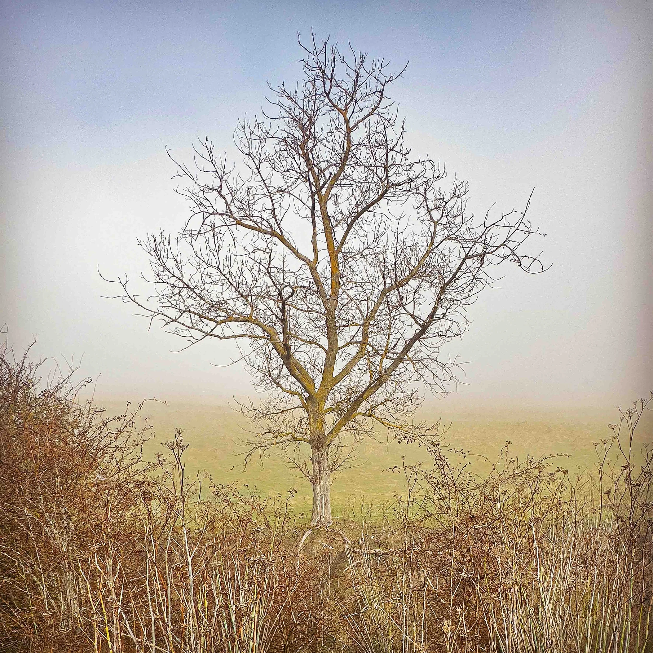 Kempton tree colour.jpg